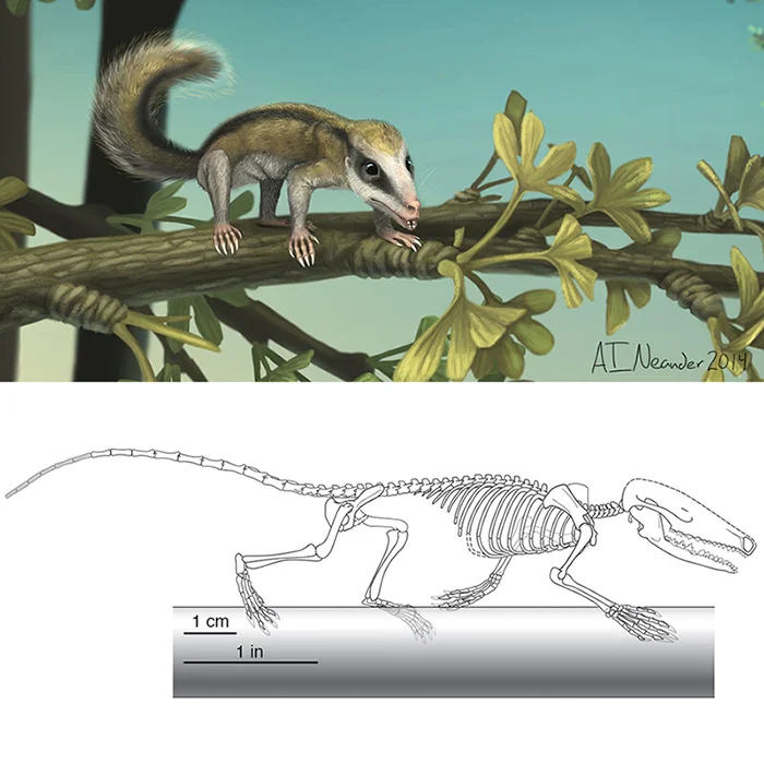 Agilodocodon