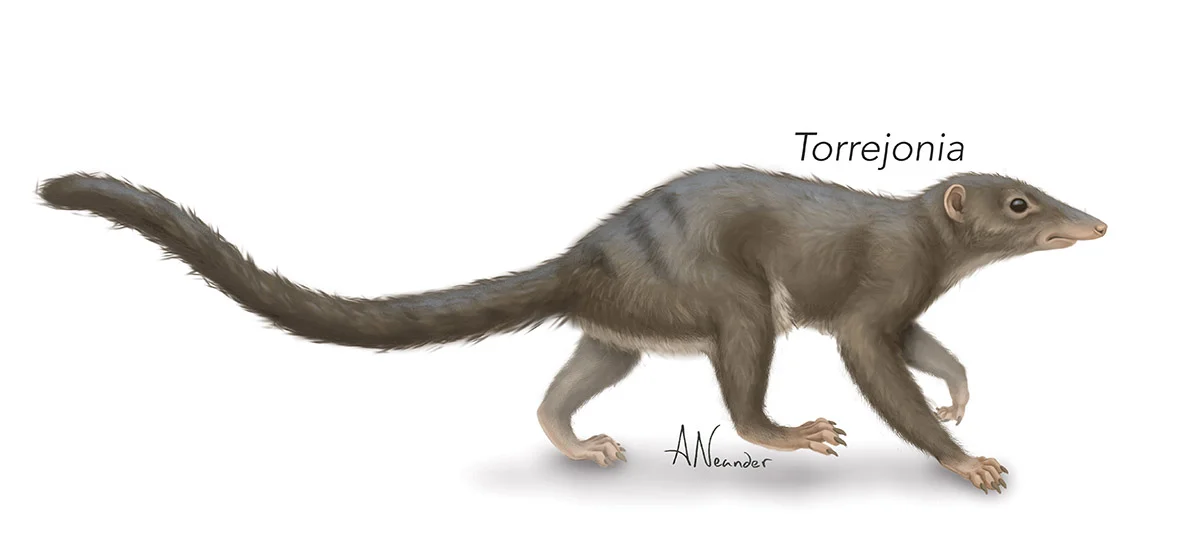 Torrejonia