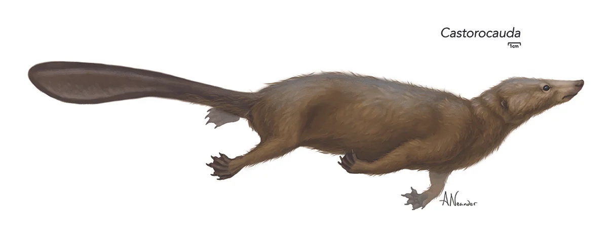 Castorocauda