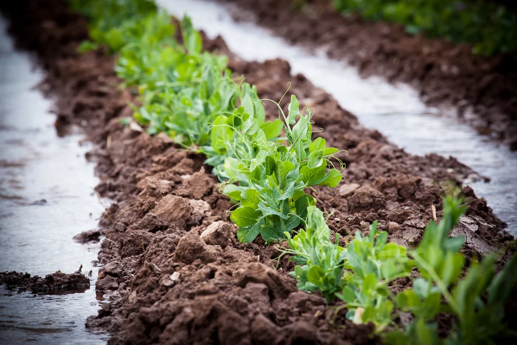 Growing Peas for Squash Blossom at Española Valley Farm. Image by Genevieve Russell.
