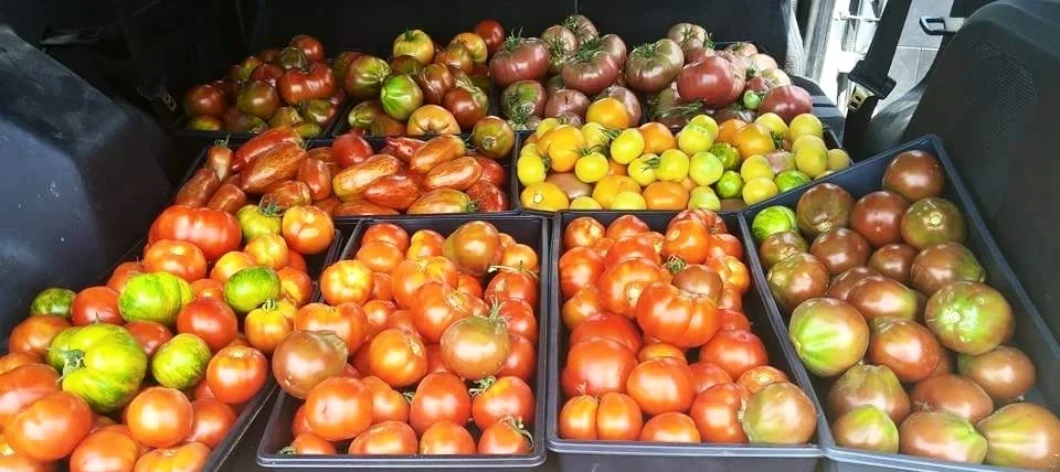 Tomatoes from Bluebird Farms