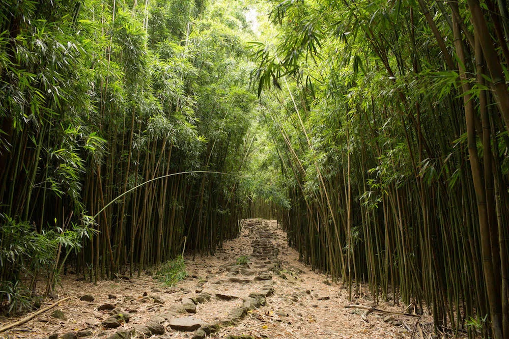 Photo by Emily Nathan