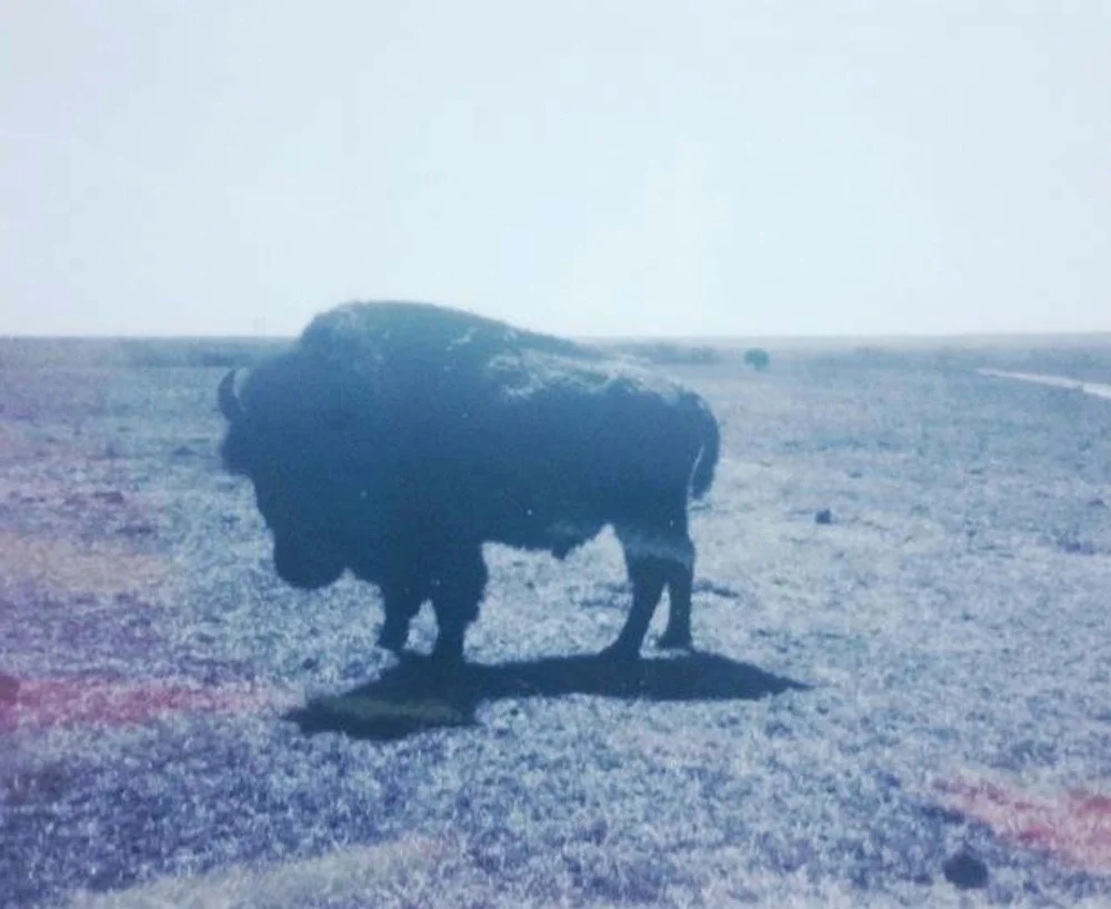 The Last Buffalo