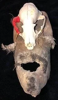 Dog Spirit
