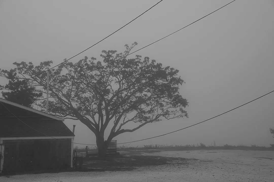 Tree and Wires