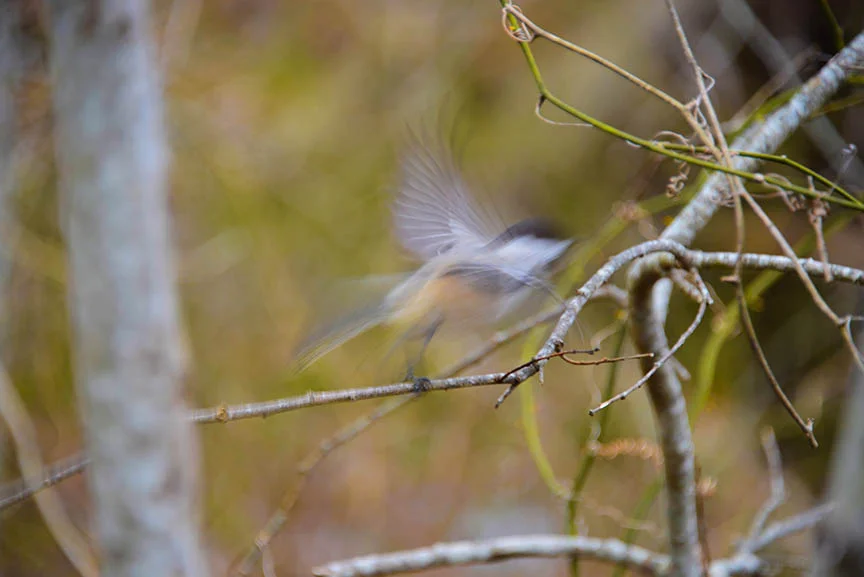 Chickadee in flight