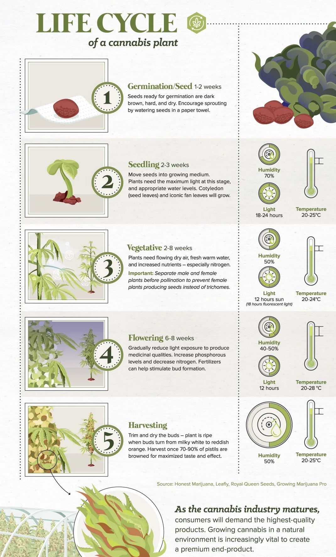 Life Cycle Of A Cannabis Plant — Highbrow Taste