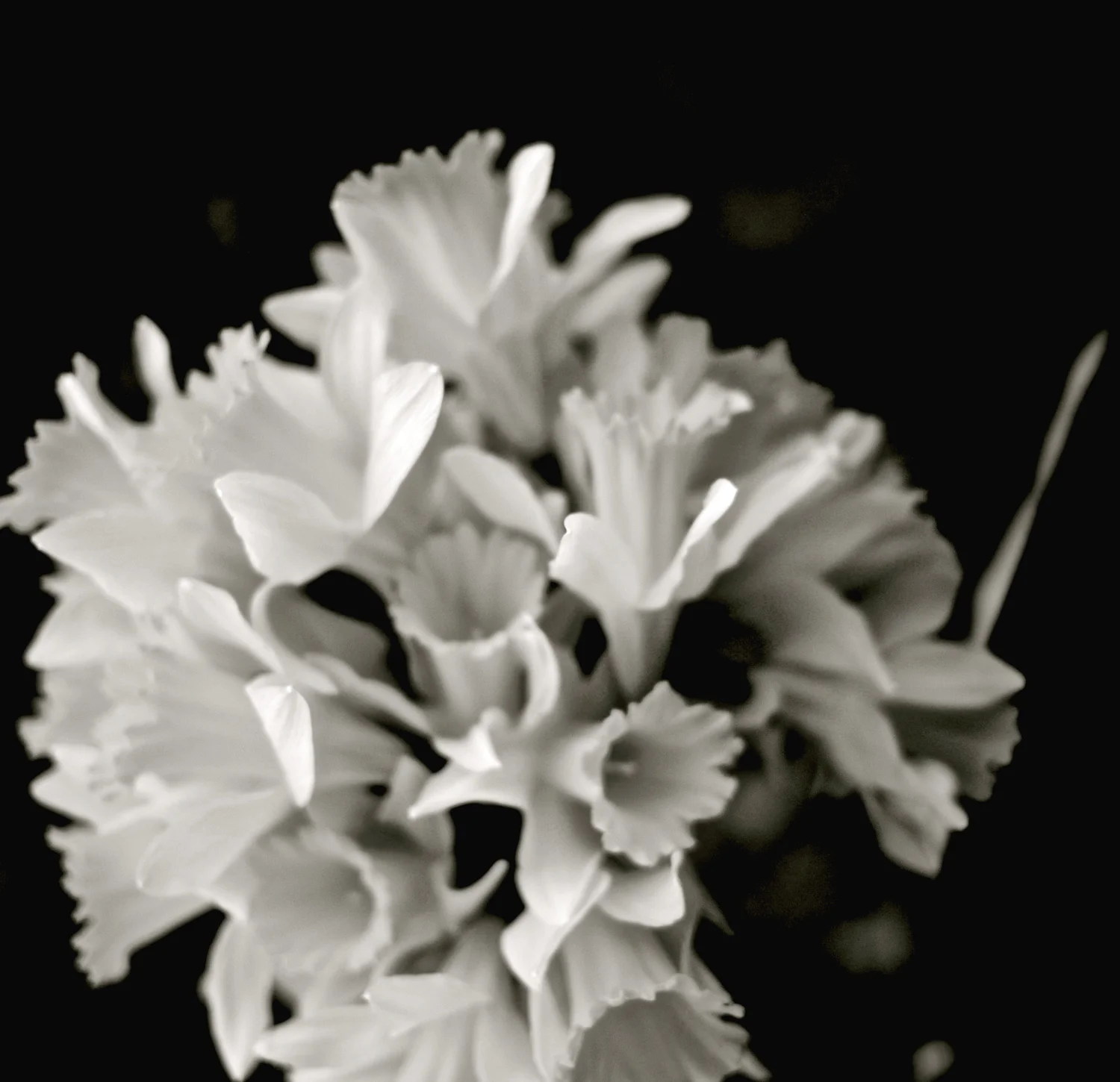    Field Narcissus    Modified Holga lens on digital camera body  Charles City, Virginia 