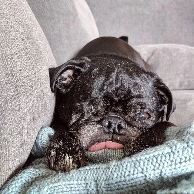 Ollie the Grumpy Pug has a case of the Sunday Scaries 😂 #puglife