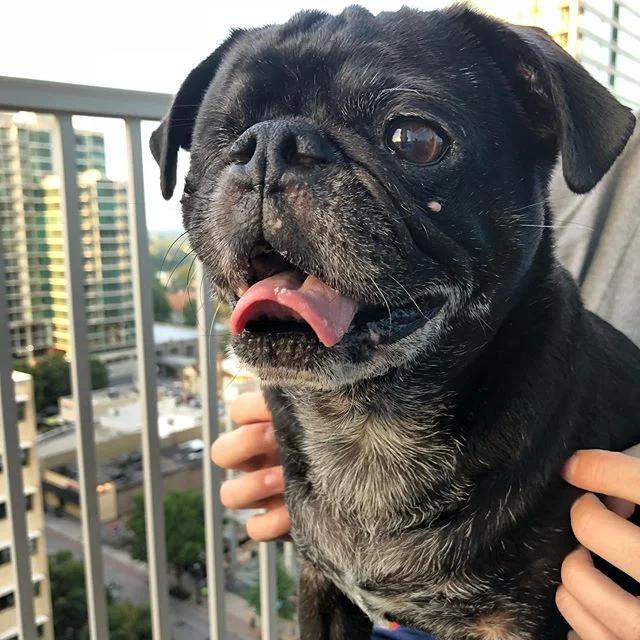 National Dog Day 🥰