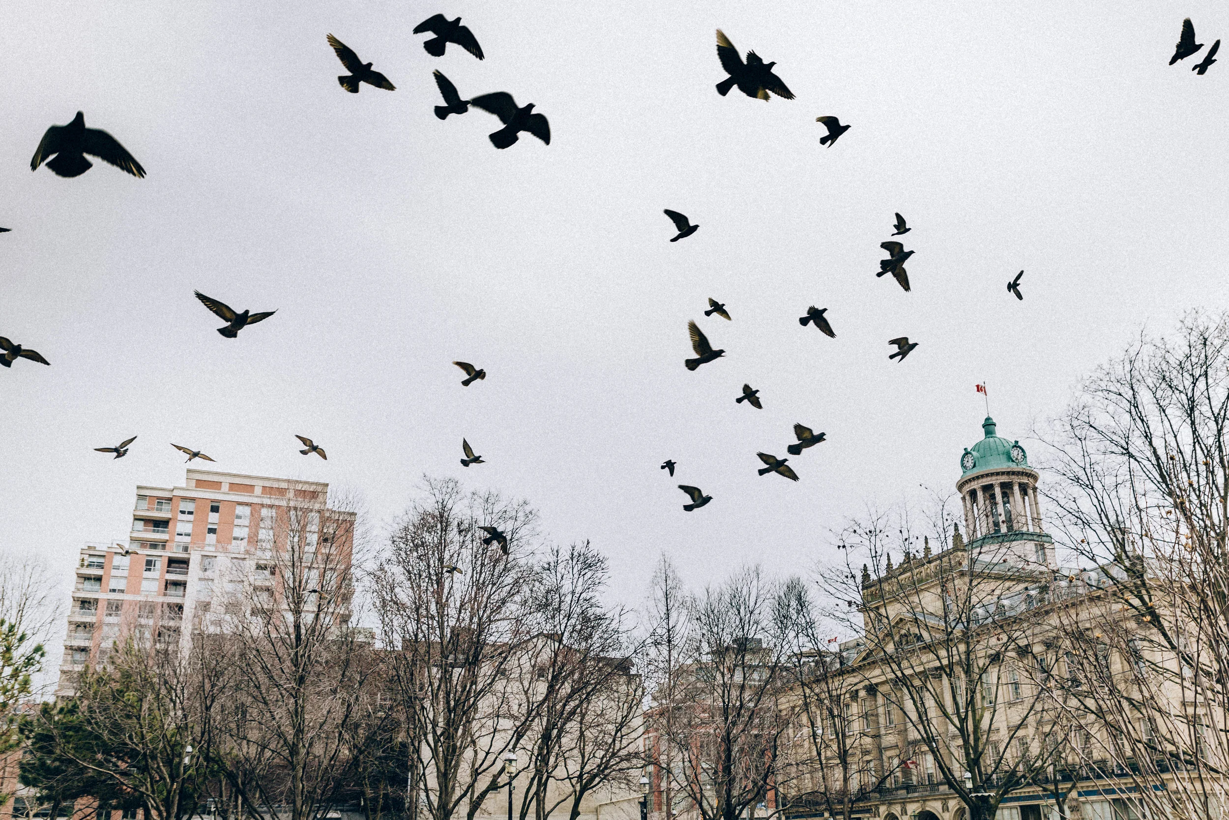 Toronto+adrian+morillo_photography-11.jpeg