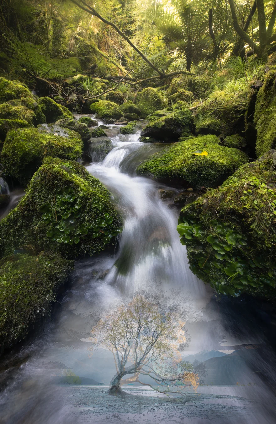 Skerrets Creek, Remutaka Range, Wellington + Wanaka Tree