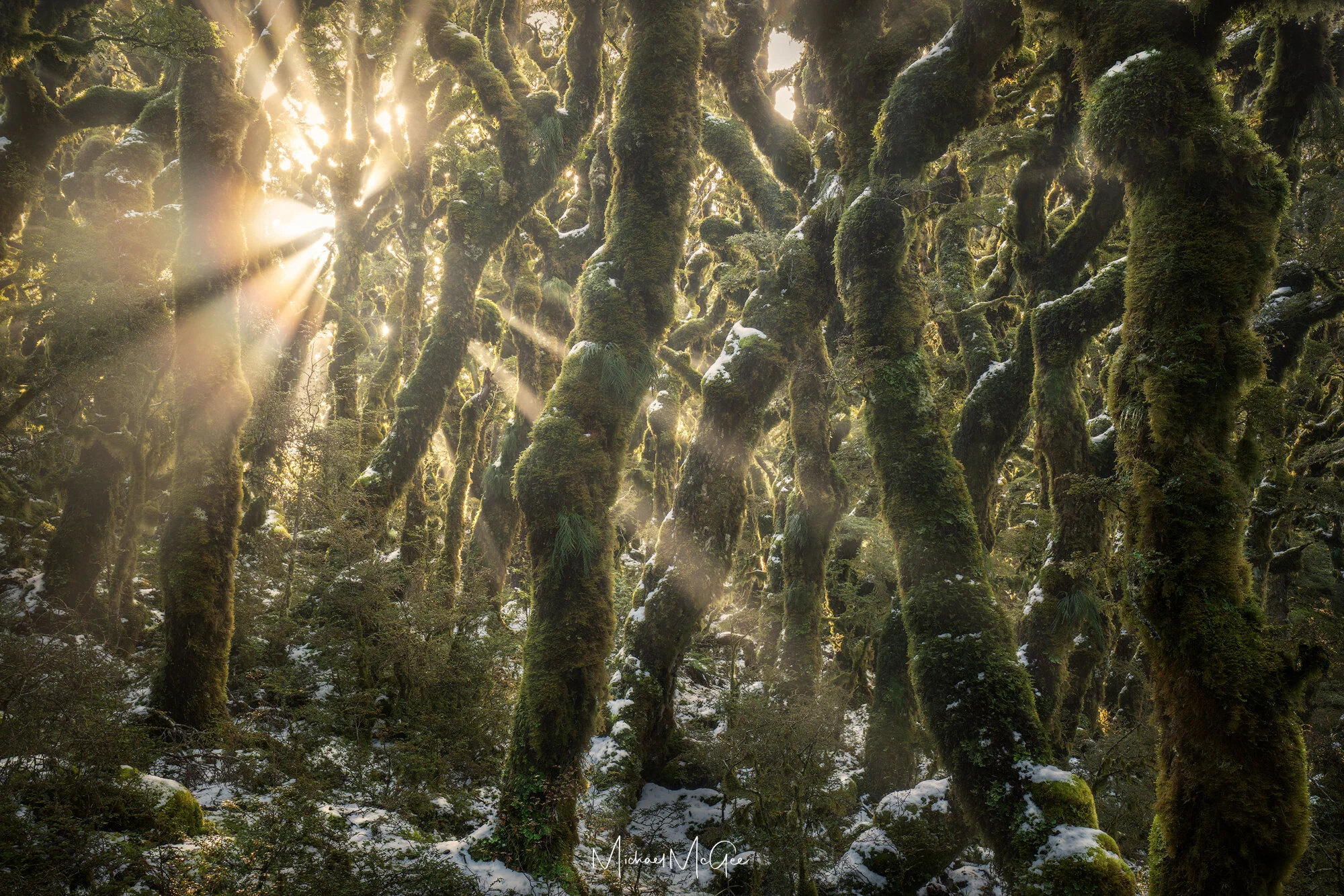 Enchanted Forest 2k.jpg