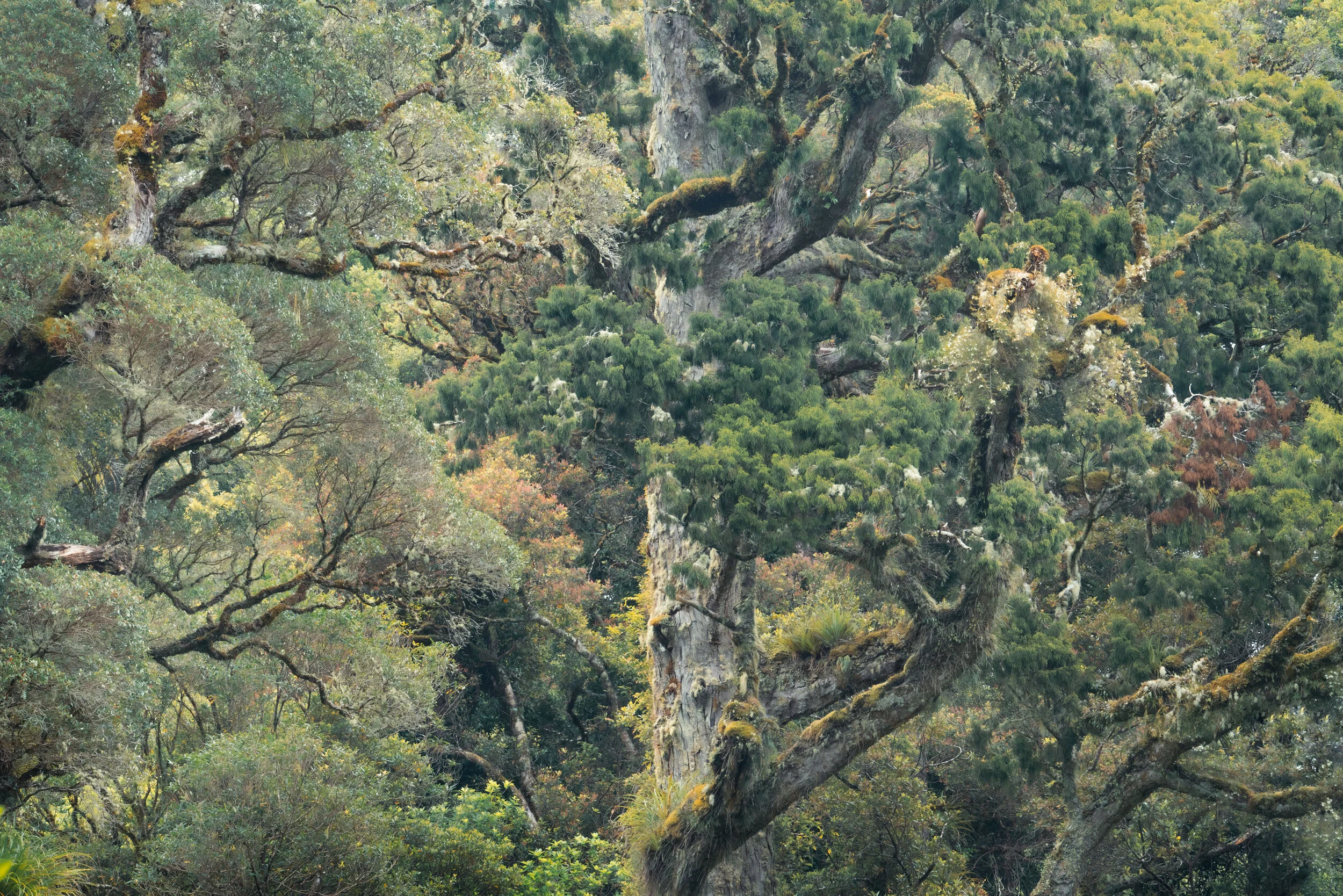 Rimu Forest copy.jpg