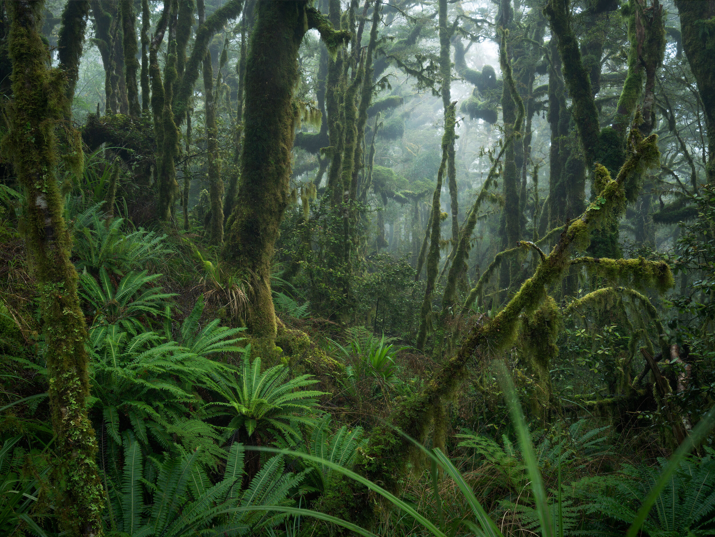 Kapanui Oct 1 copy.jpg