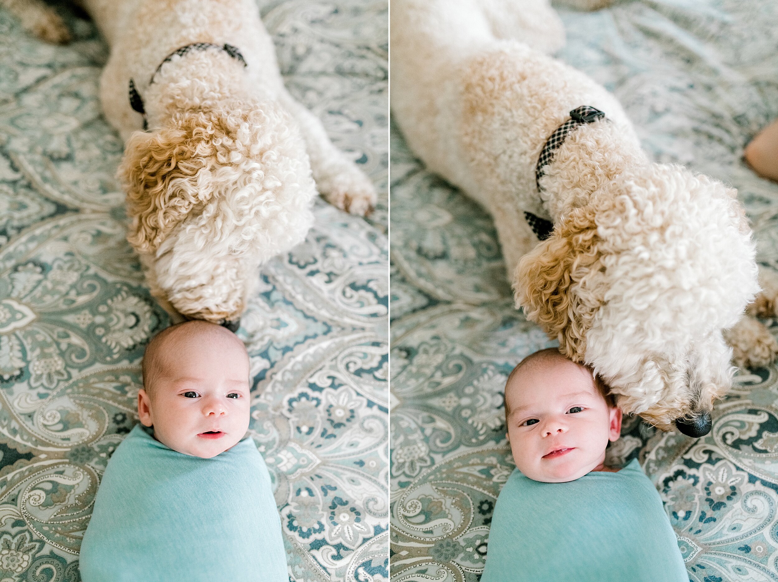 newborns-and-puppies