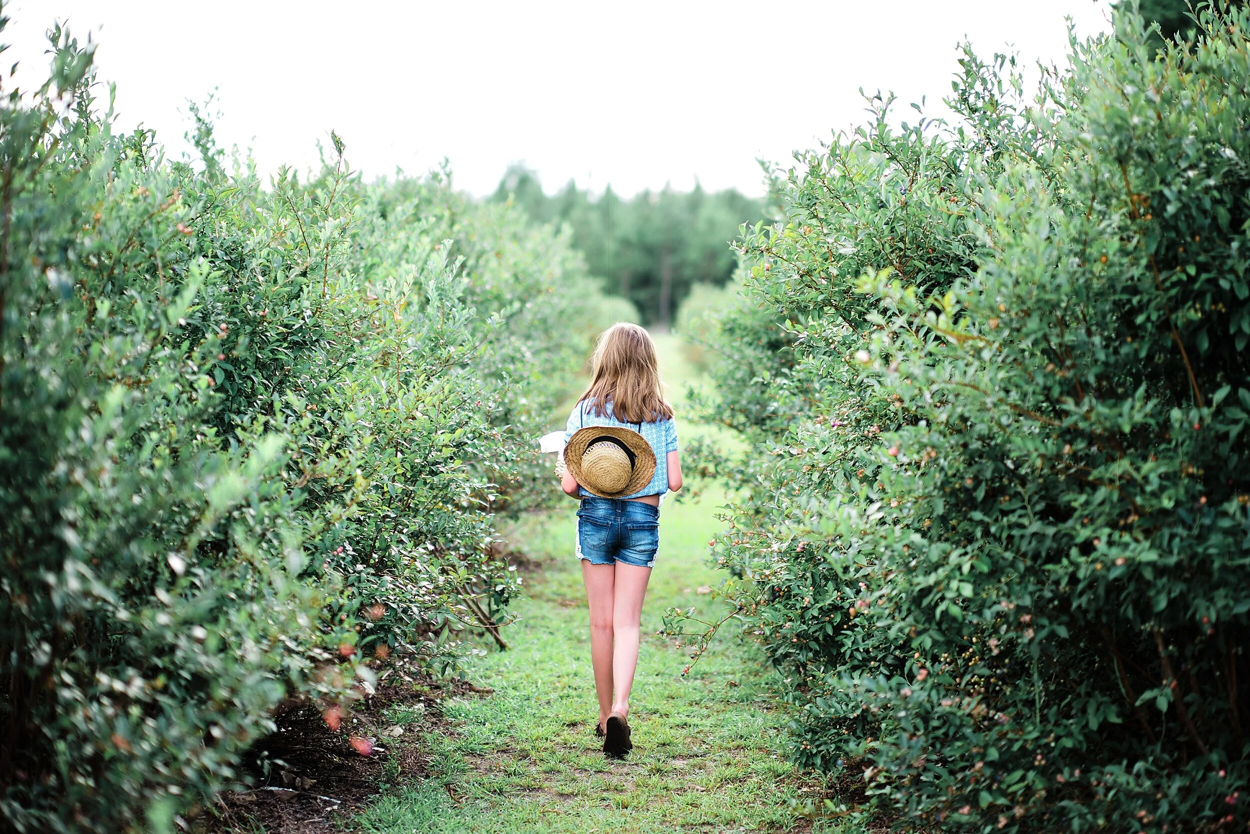 Blueberry Picking | Things To Do in Pensacola with Kids