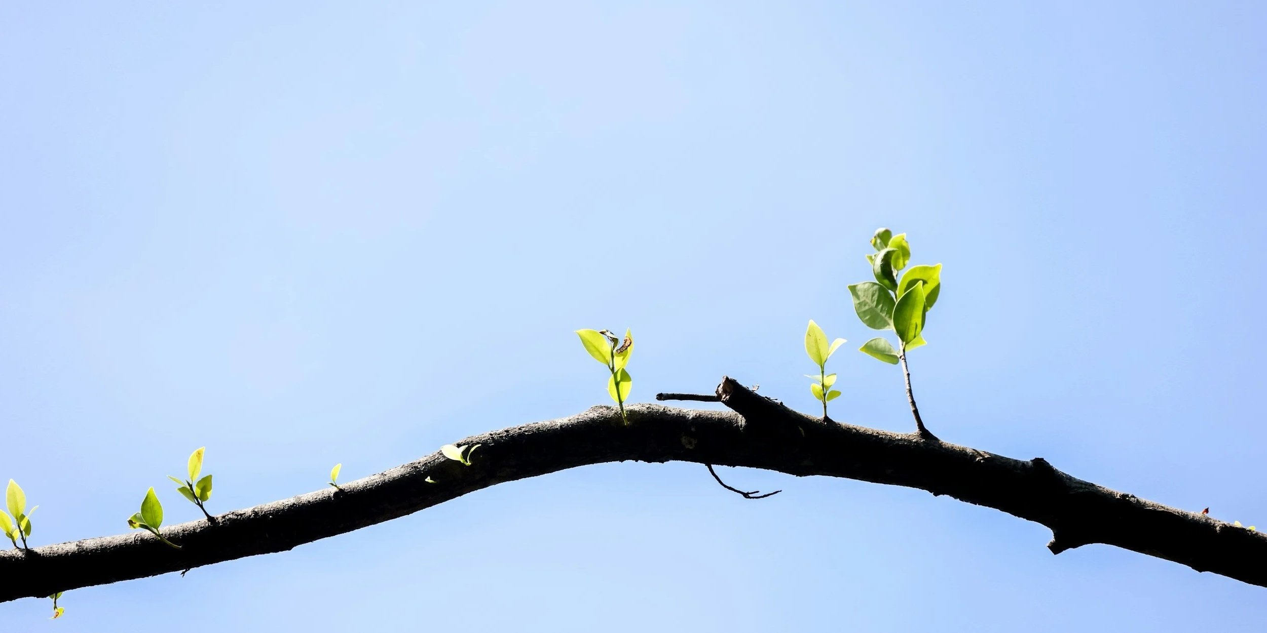 A close-up view of a tree branch with small green leaves against a clear blue sky.