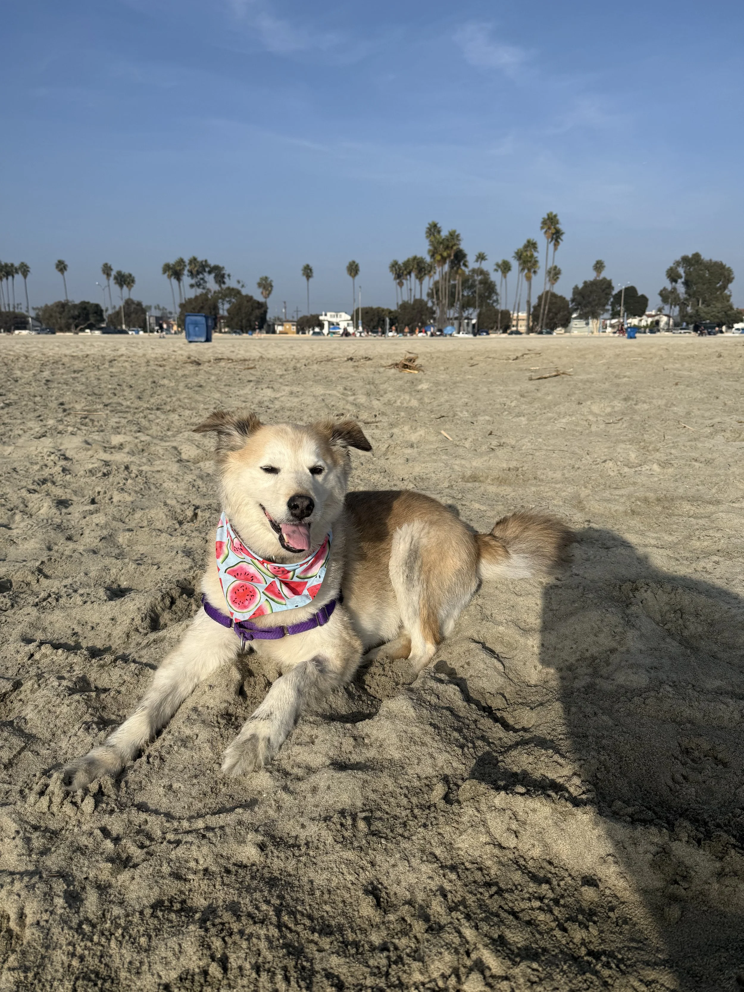 A happybeige dog is lying on the sandy beach with palm trees and buildings in the background under a clear blue sky. He is smiling.