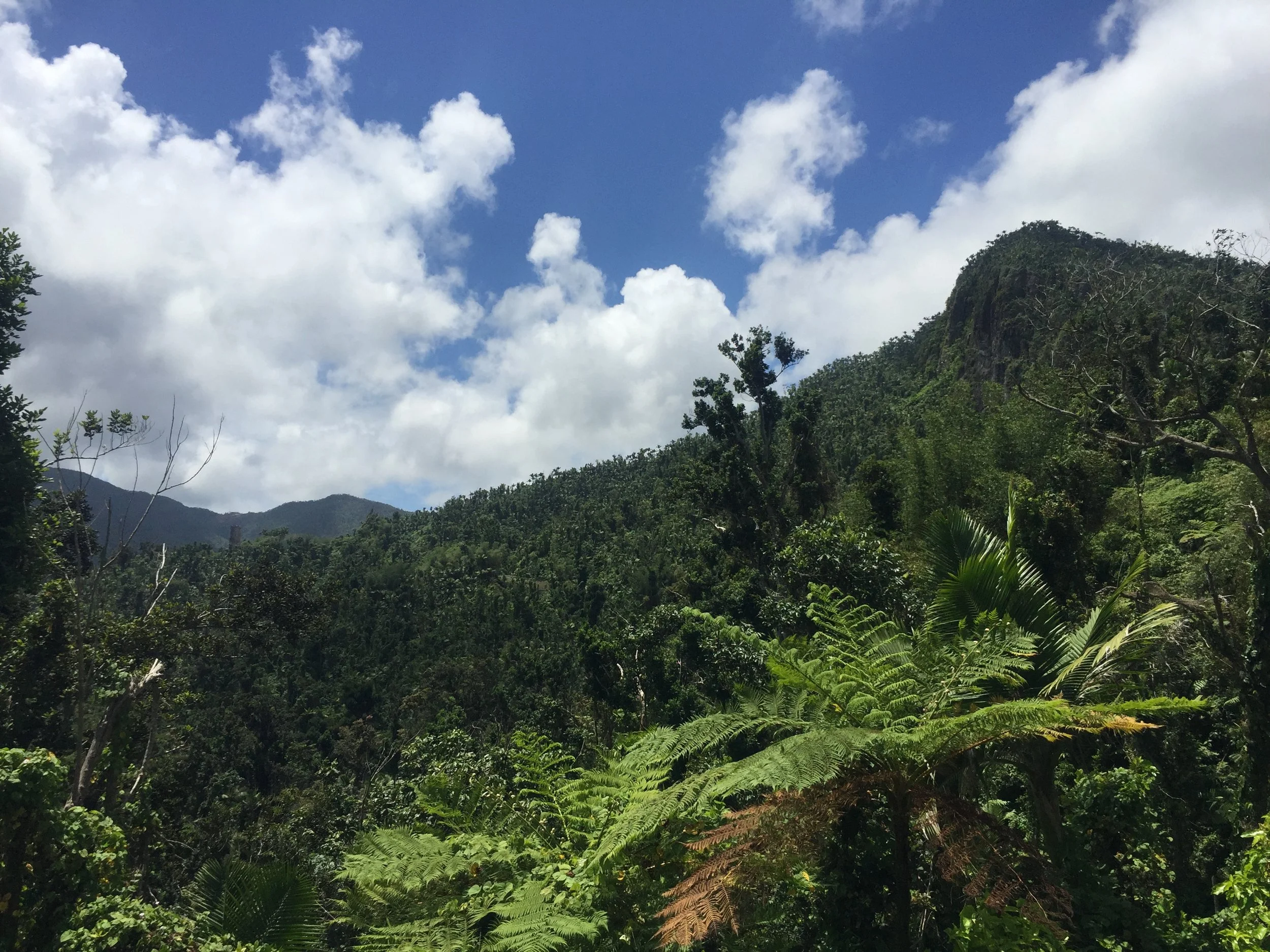 El Yunque.JPG