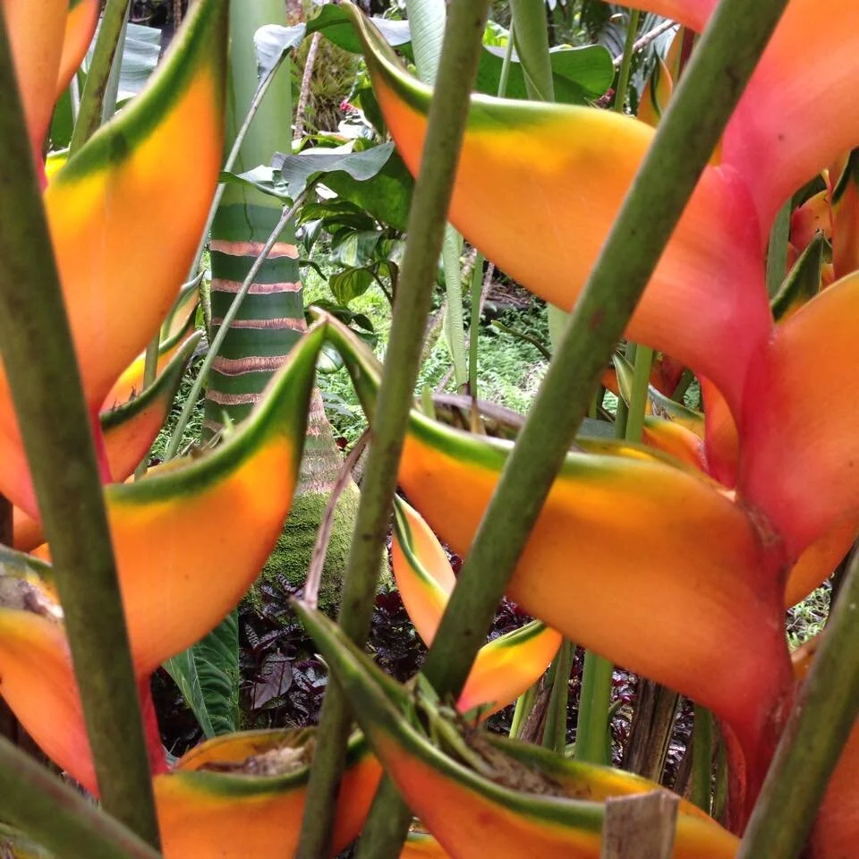 orange flowers.jpg