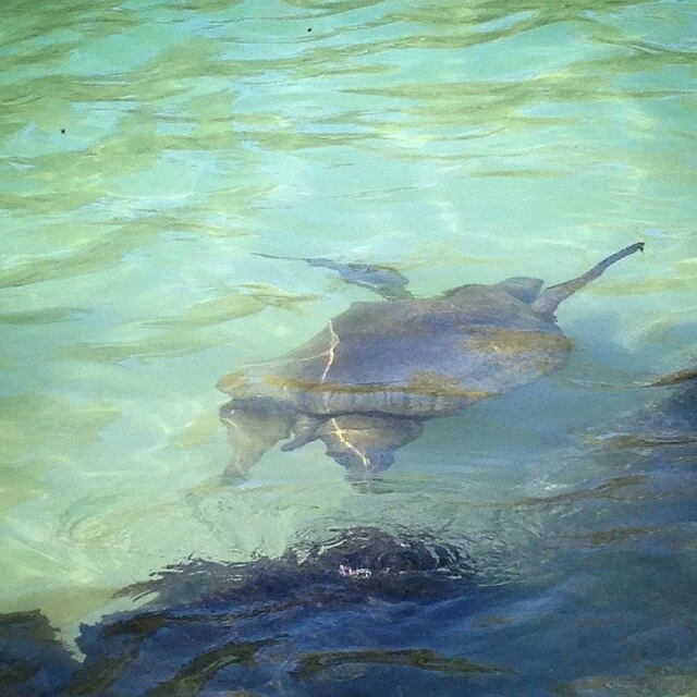 turtle.jpg