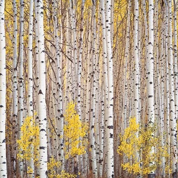 yellow+aspen.jpg