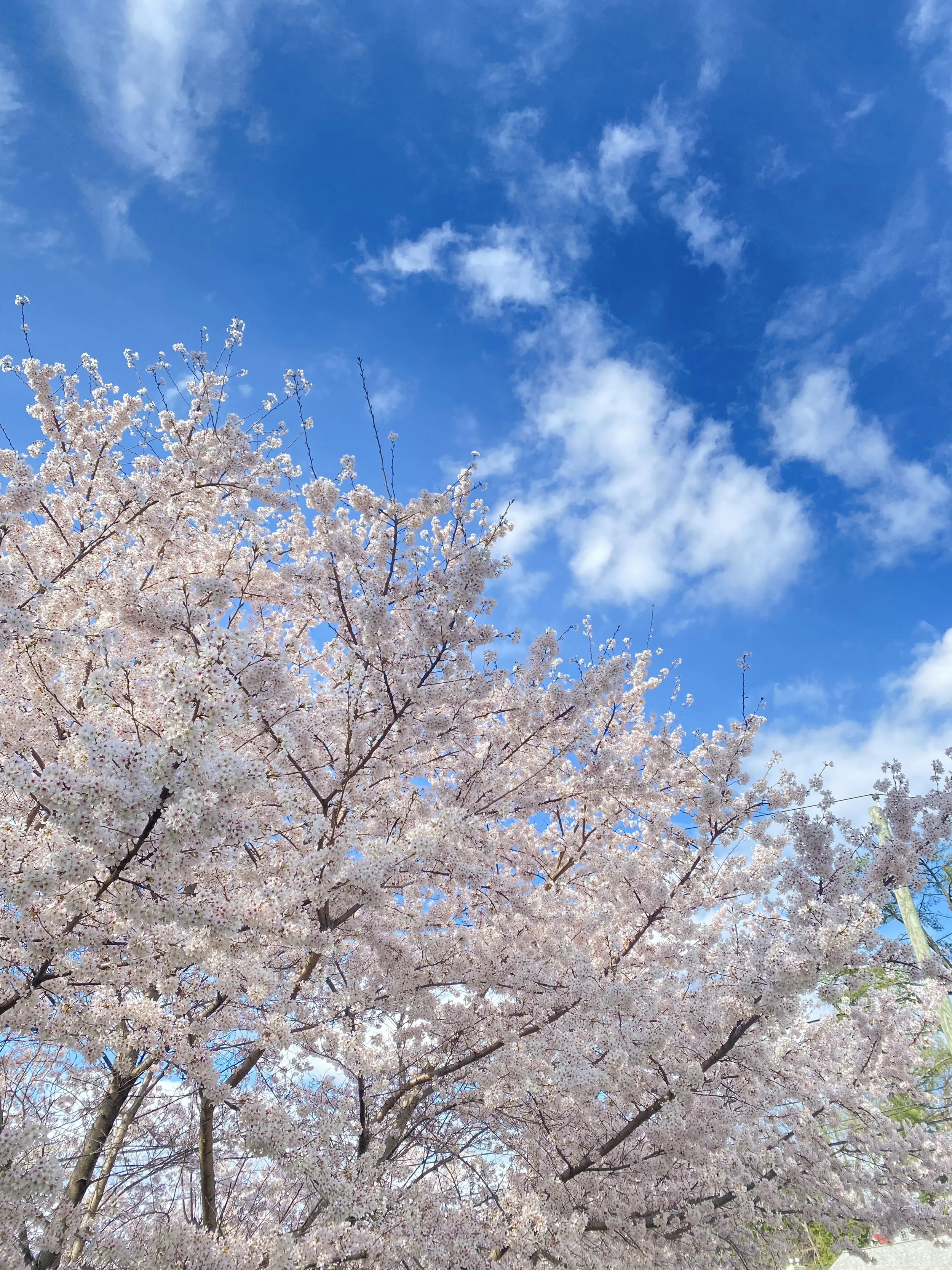 IMG_6566.jpeg