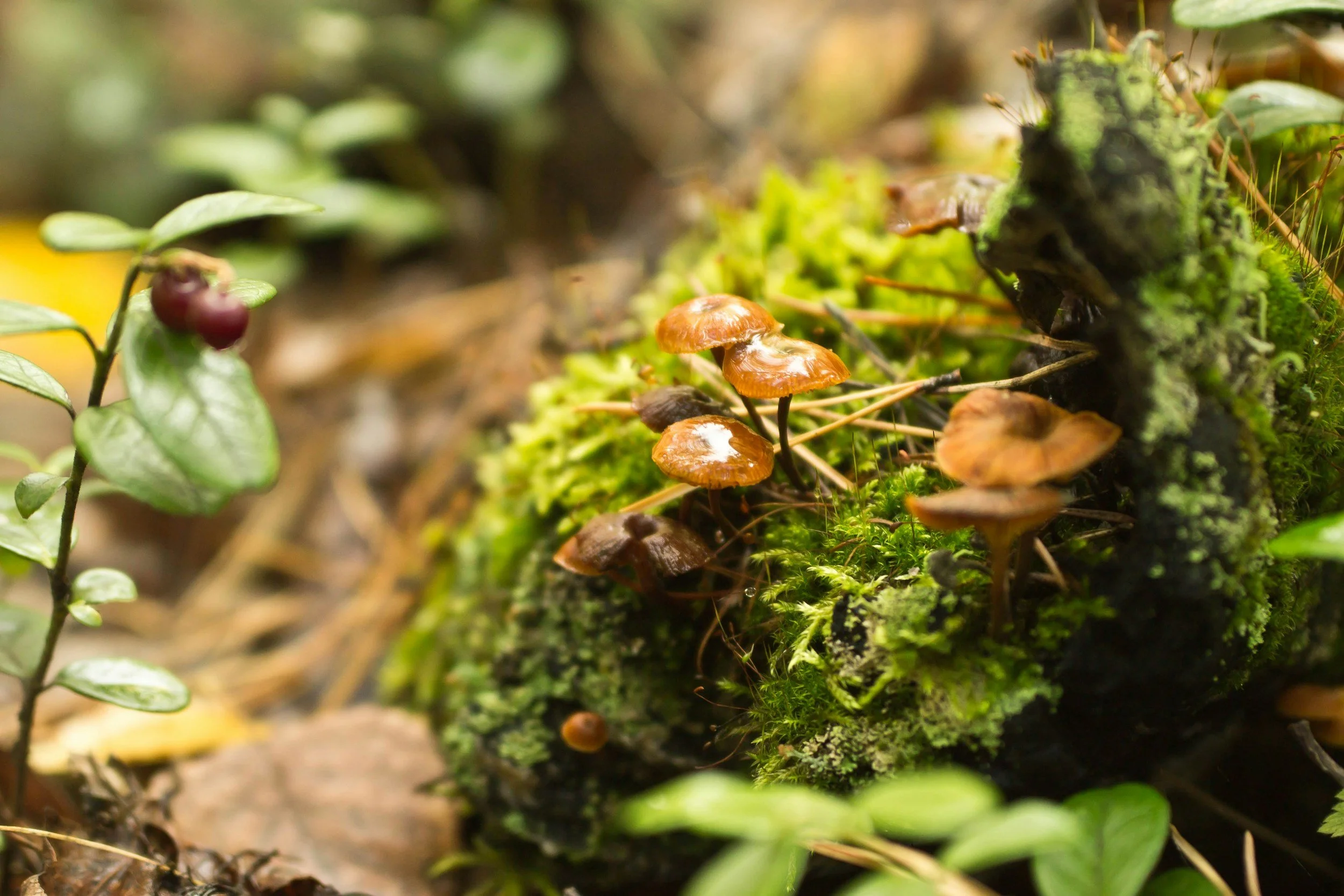Close-up of small brown mushrooms growing on mossy forest floor surrounded by green plants.