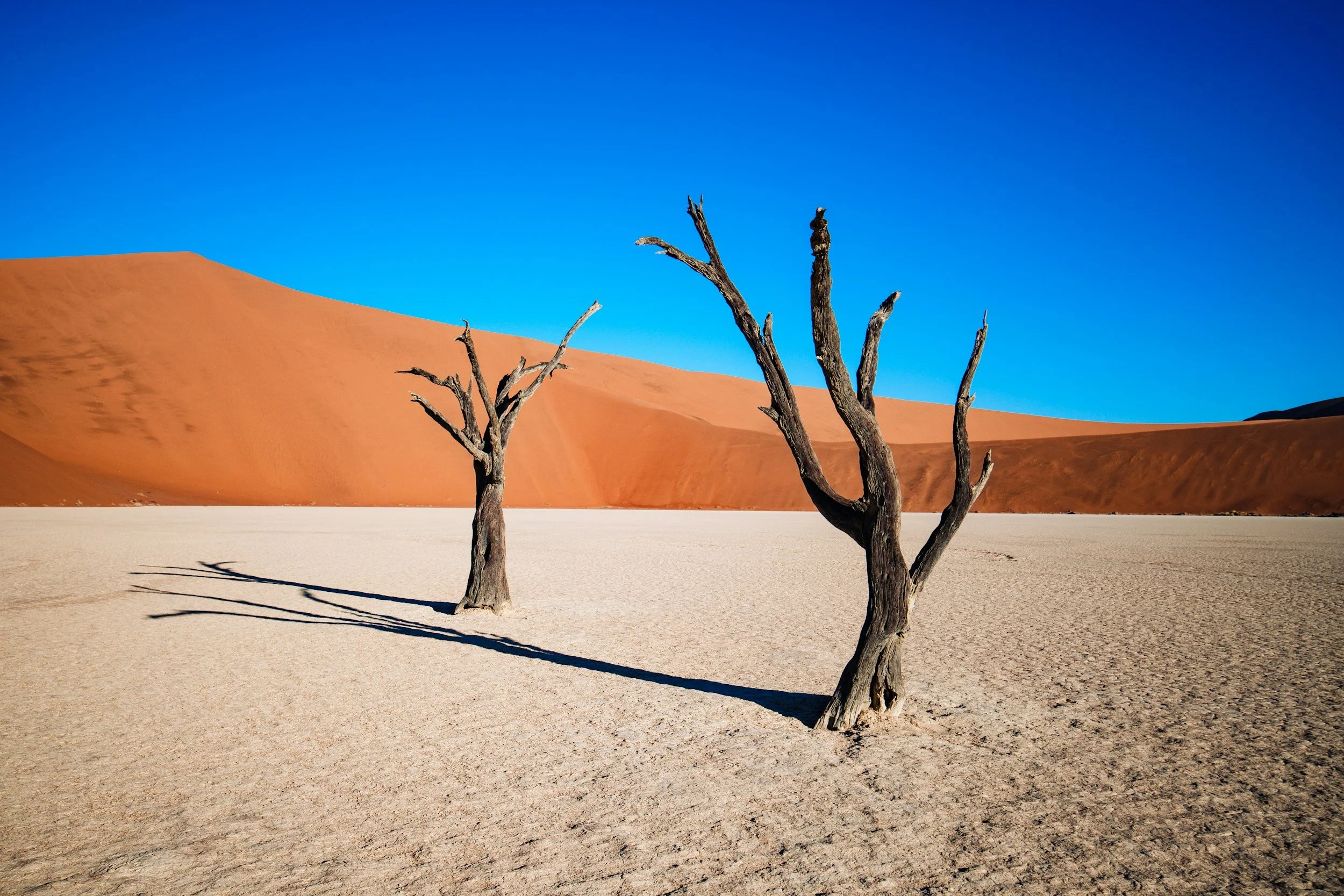Two leafless trees in a desert with orange sand dunes and a clear blue sky.