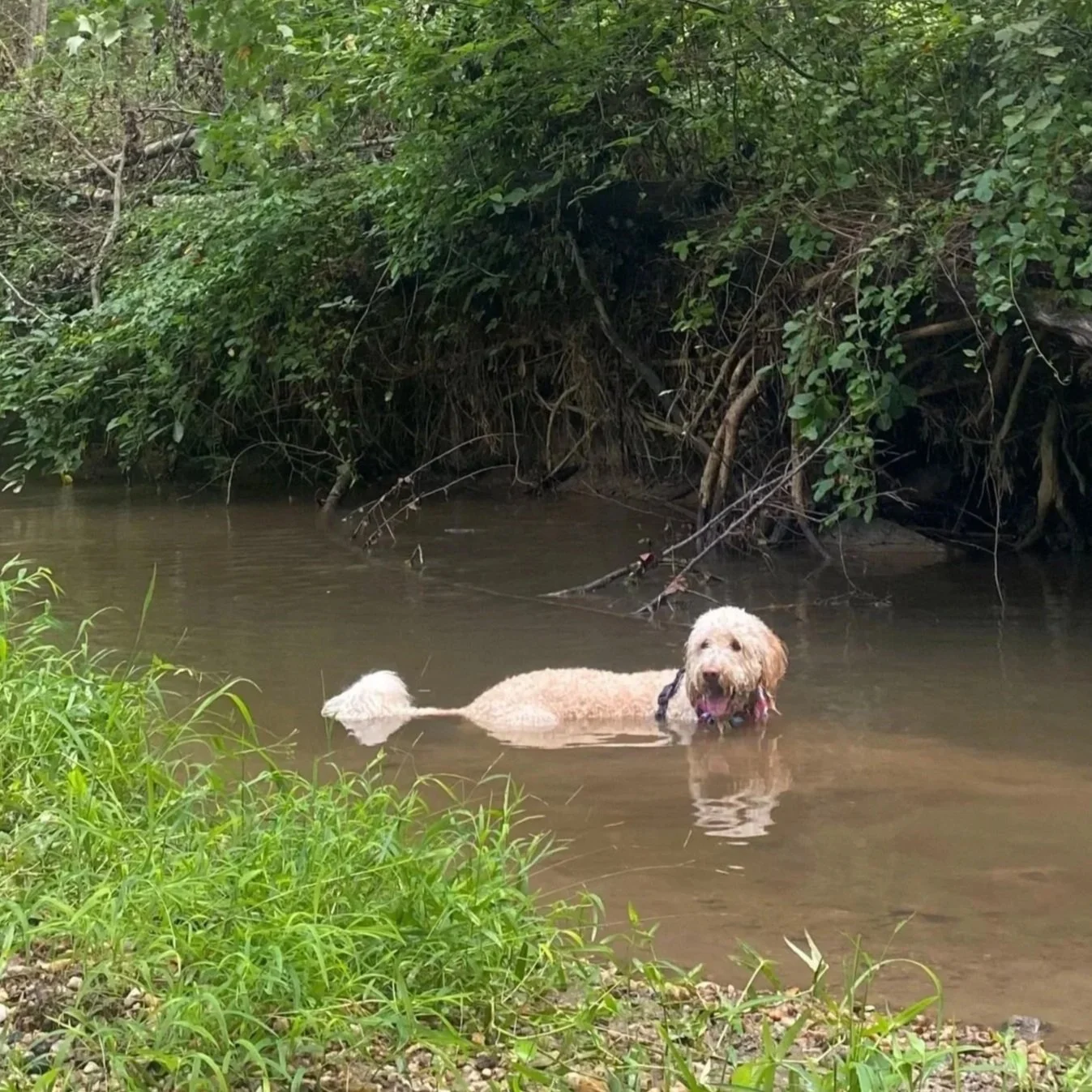 A large goldendoodle is swimming in a muddy river surrounded by green foliage and trees.