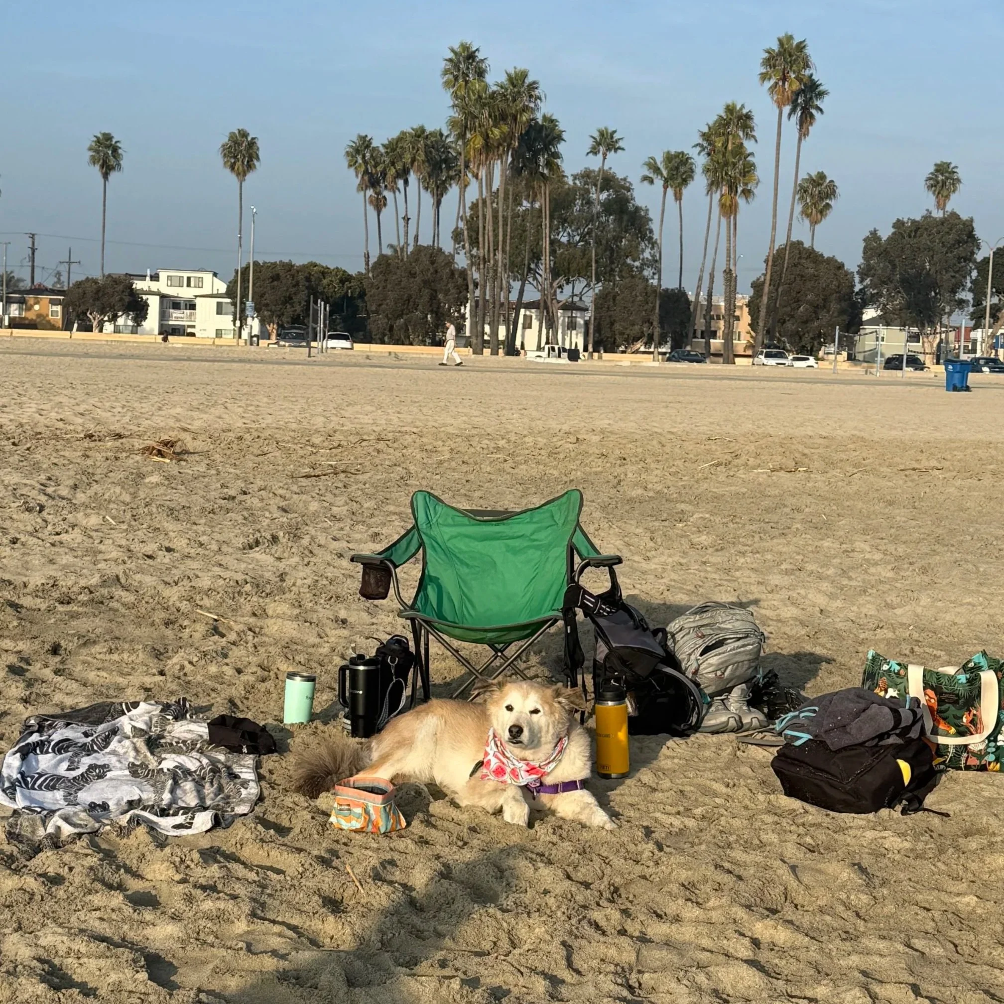Beach scene with one golden dog lying on the sand, surrounded by a beach chair, water bottles, and a bag. In the background, there are palm trees, houses, and parked cars, with a partly cloudy sky overhead.