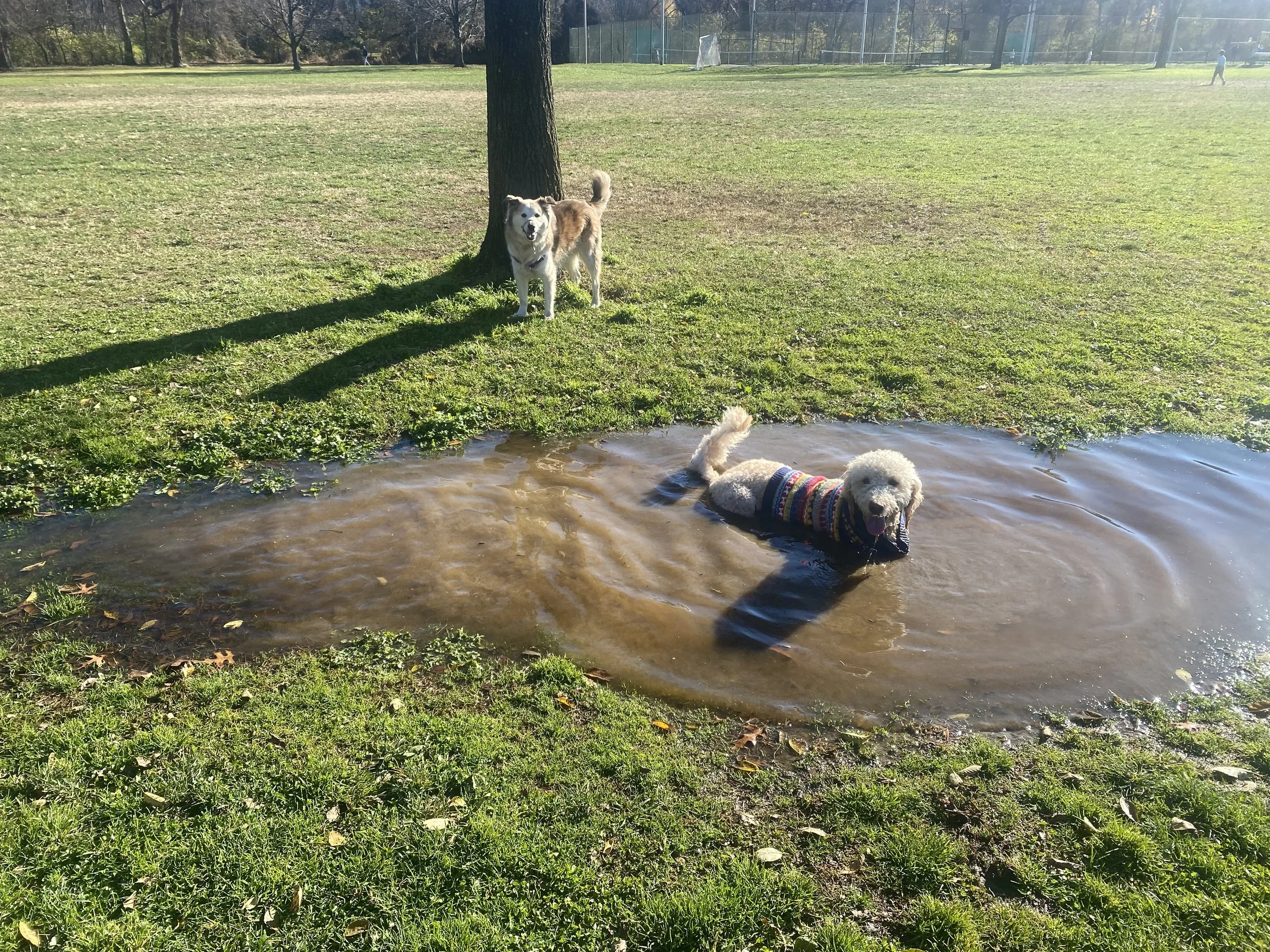 Two dogs are in a park near a puddle of water, one standing on the grass behind a tree and the other in the water wearing a colorful sweater.