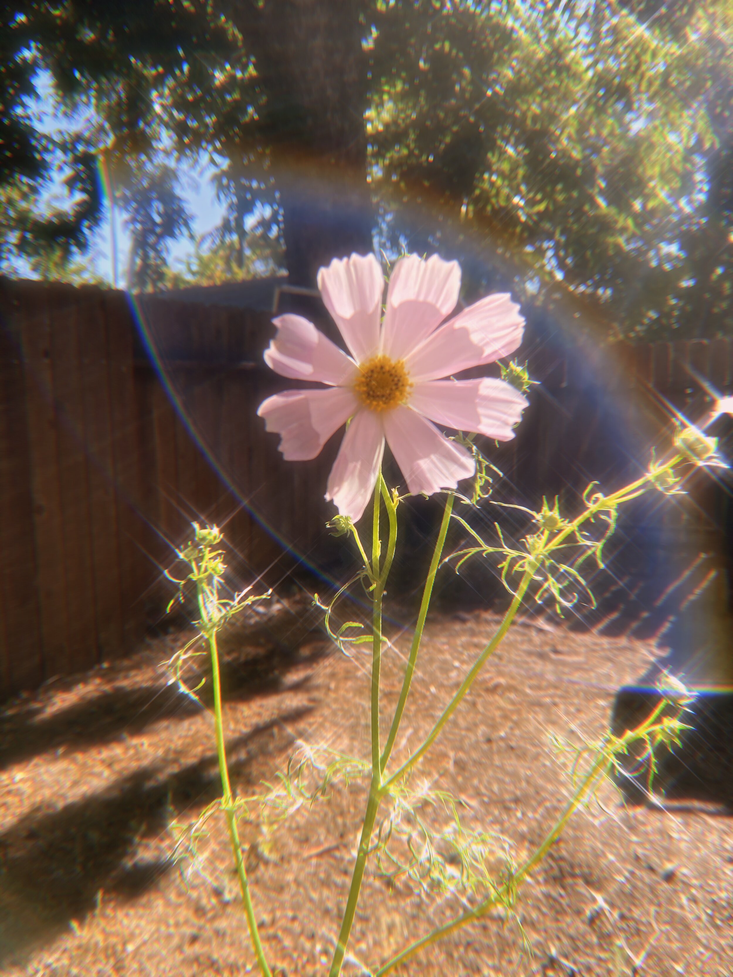 Becoming Fully Self-Expressed With Plants As Your Teachers