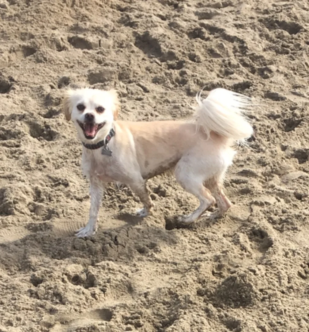 You wouldn't know it to look at him, but he loves to eat cat poop.