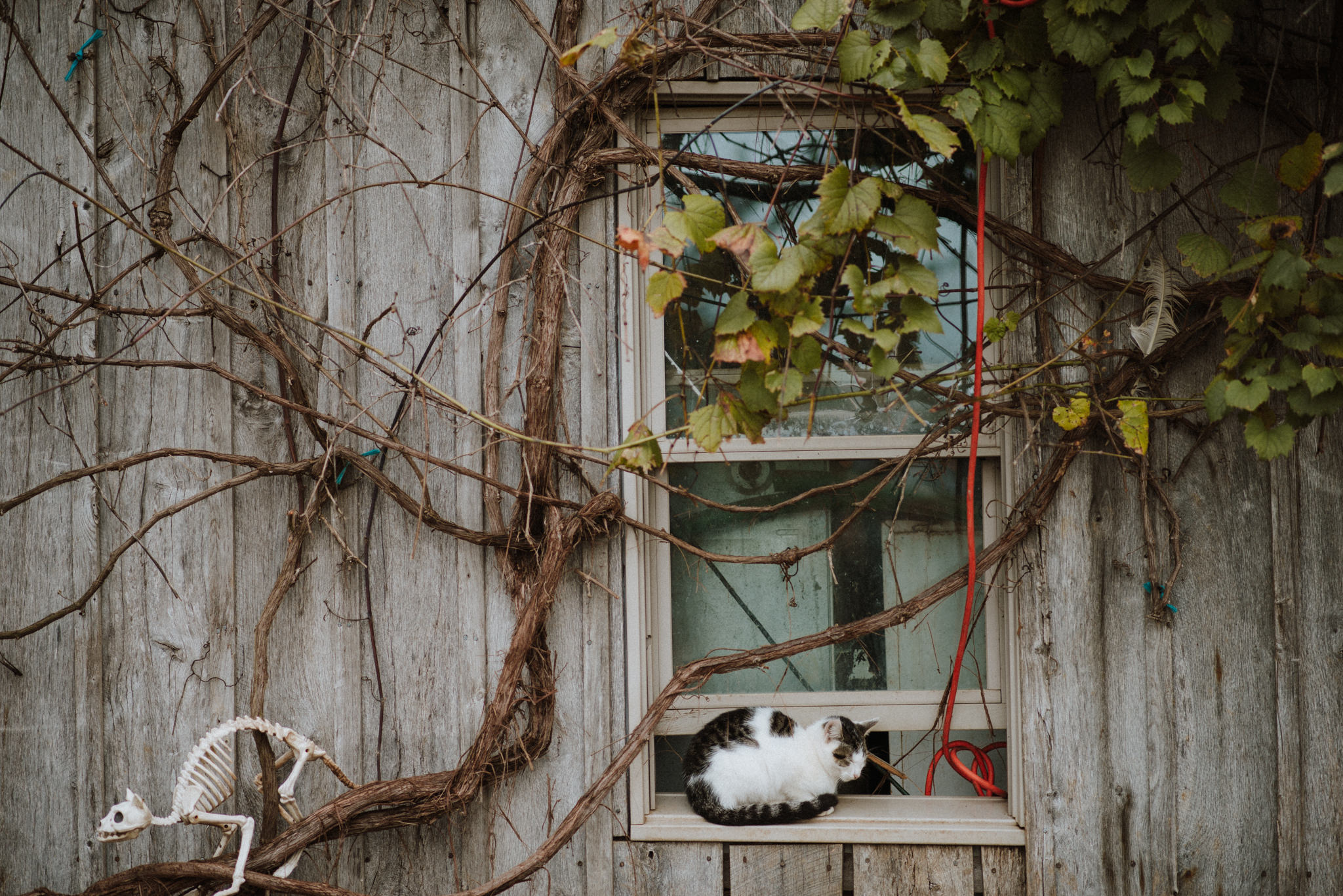 ApkePhotography_Tricia+Mike_WestVirginiaWedding_Farm_77.jpg
