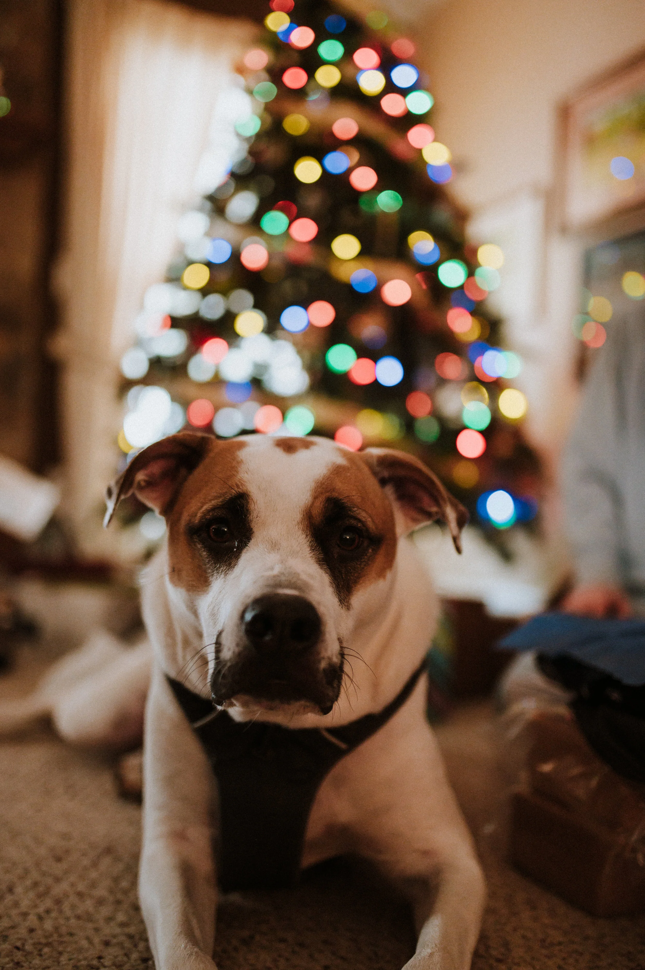 ApkePhotography_Christmas_2018_33.jpg