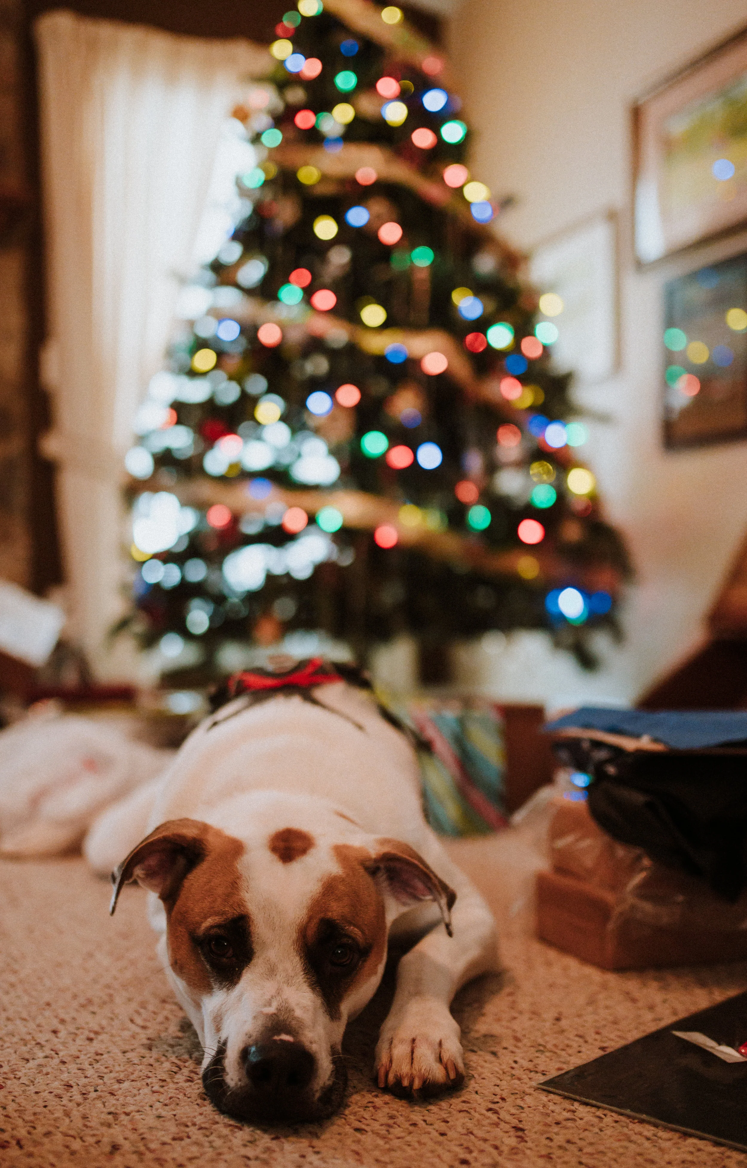 ApkePhotography_Christmas_2018_34.jpg