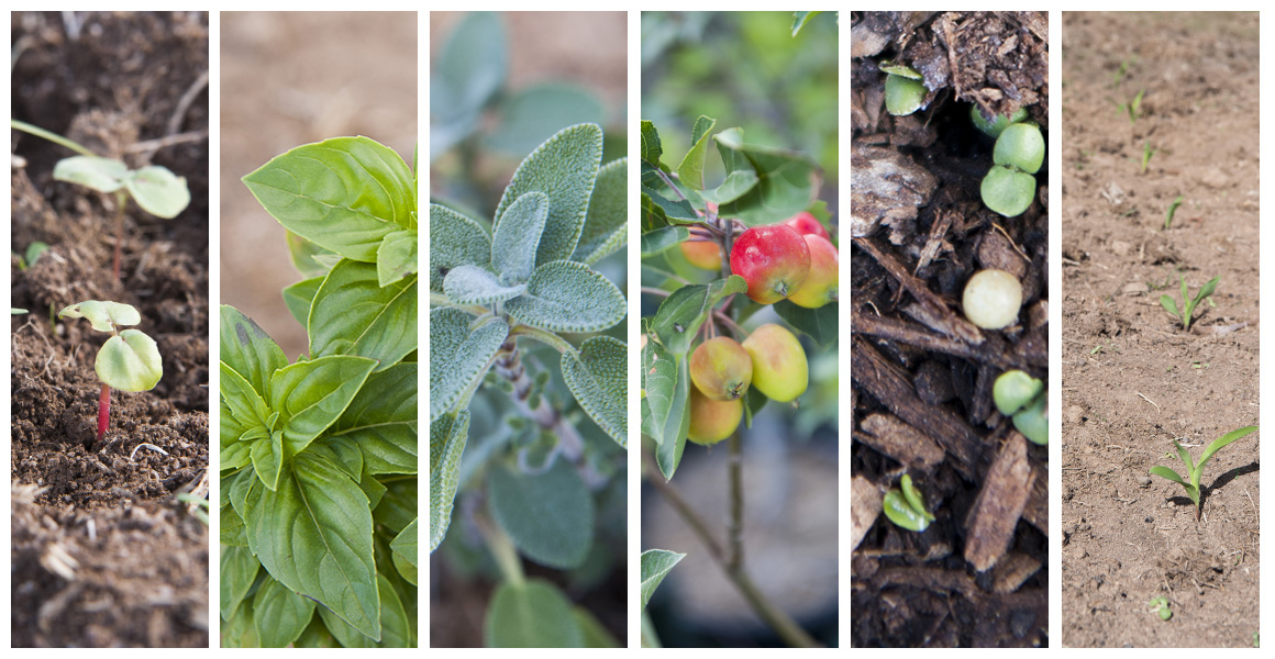Early plantings: buckwheat, basil, sage, crab apples, seedlings, corn