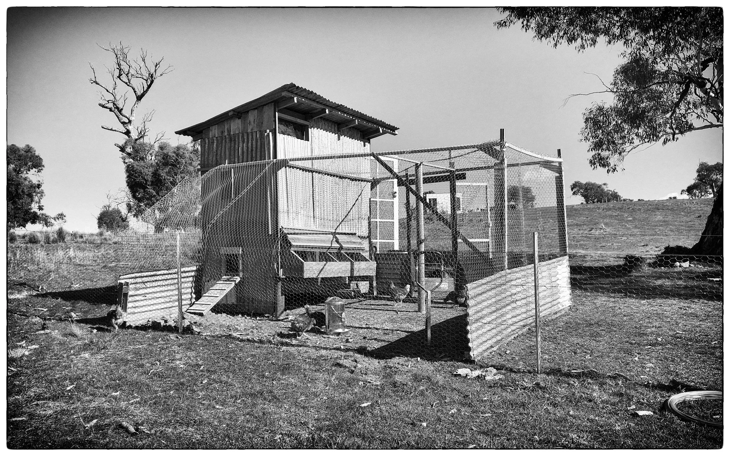 The chook shed and enclosed run in use and looking great
