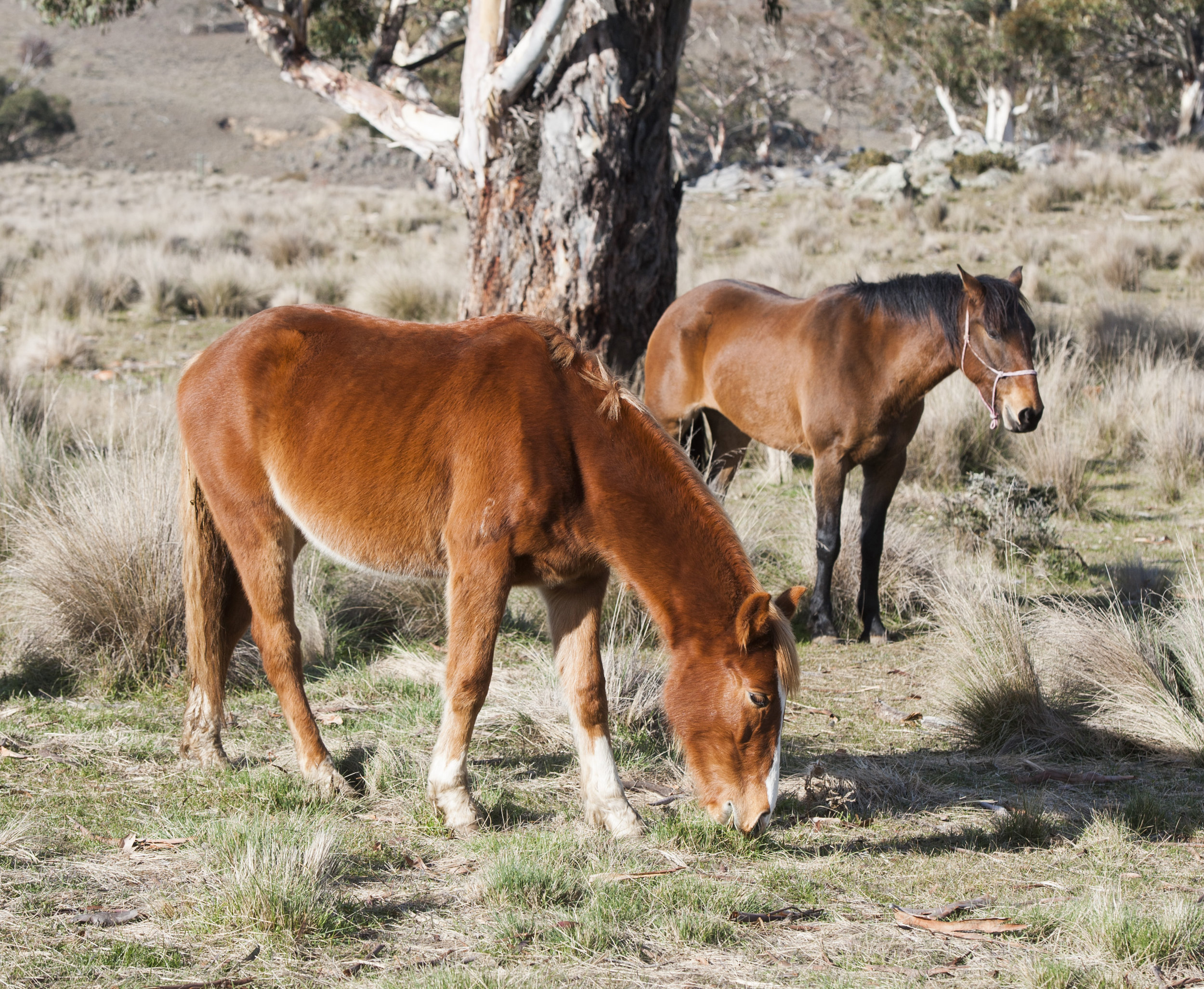 Bullet (near) and Bindi (right) settling in to their new surroundings