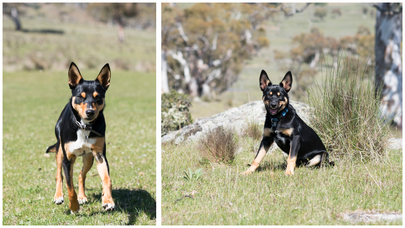 Nitro (left), and Bear