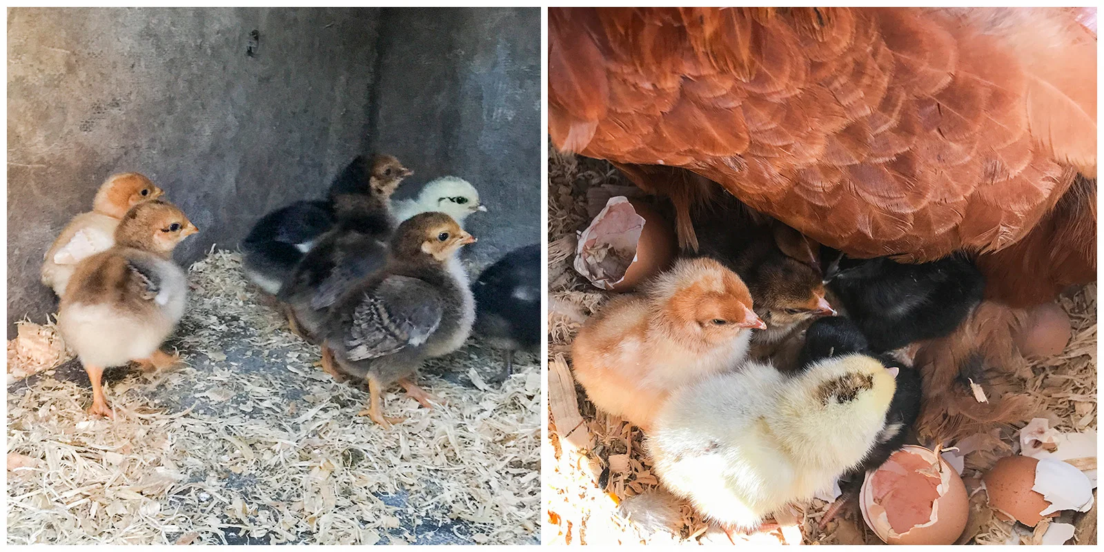 The baby chooks at 1 week old (left), and on the day they hatched (right)