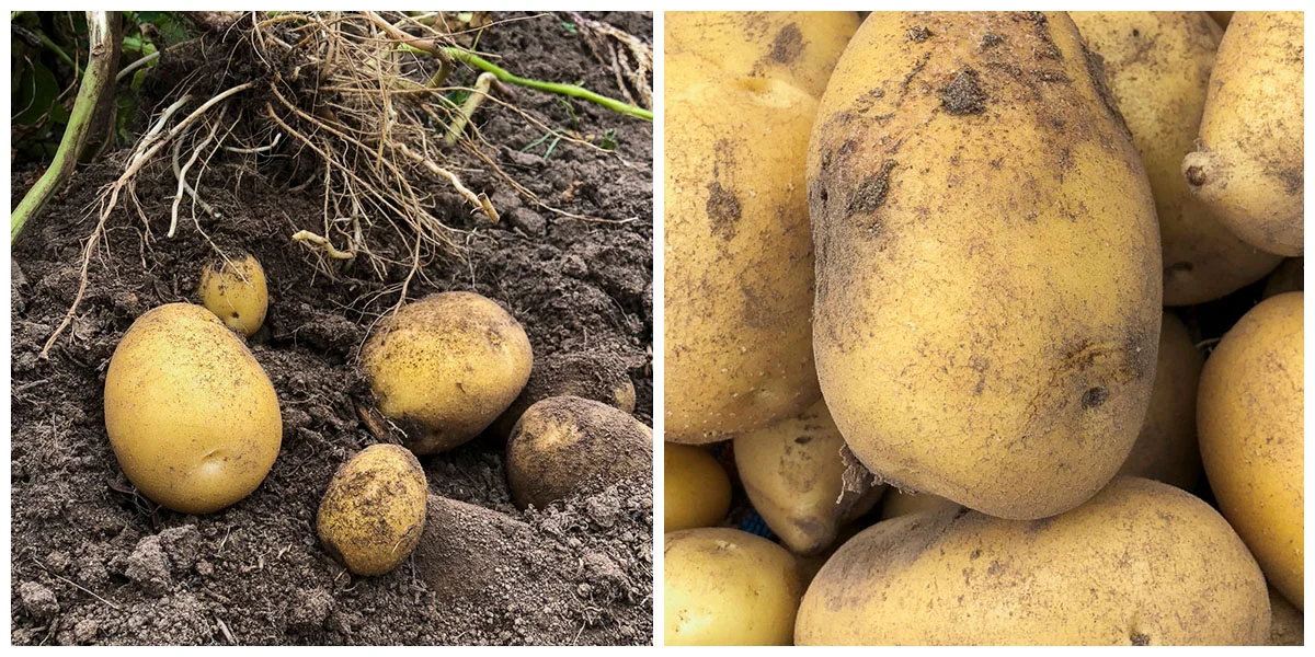 nicola spuds two squares.jpg