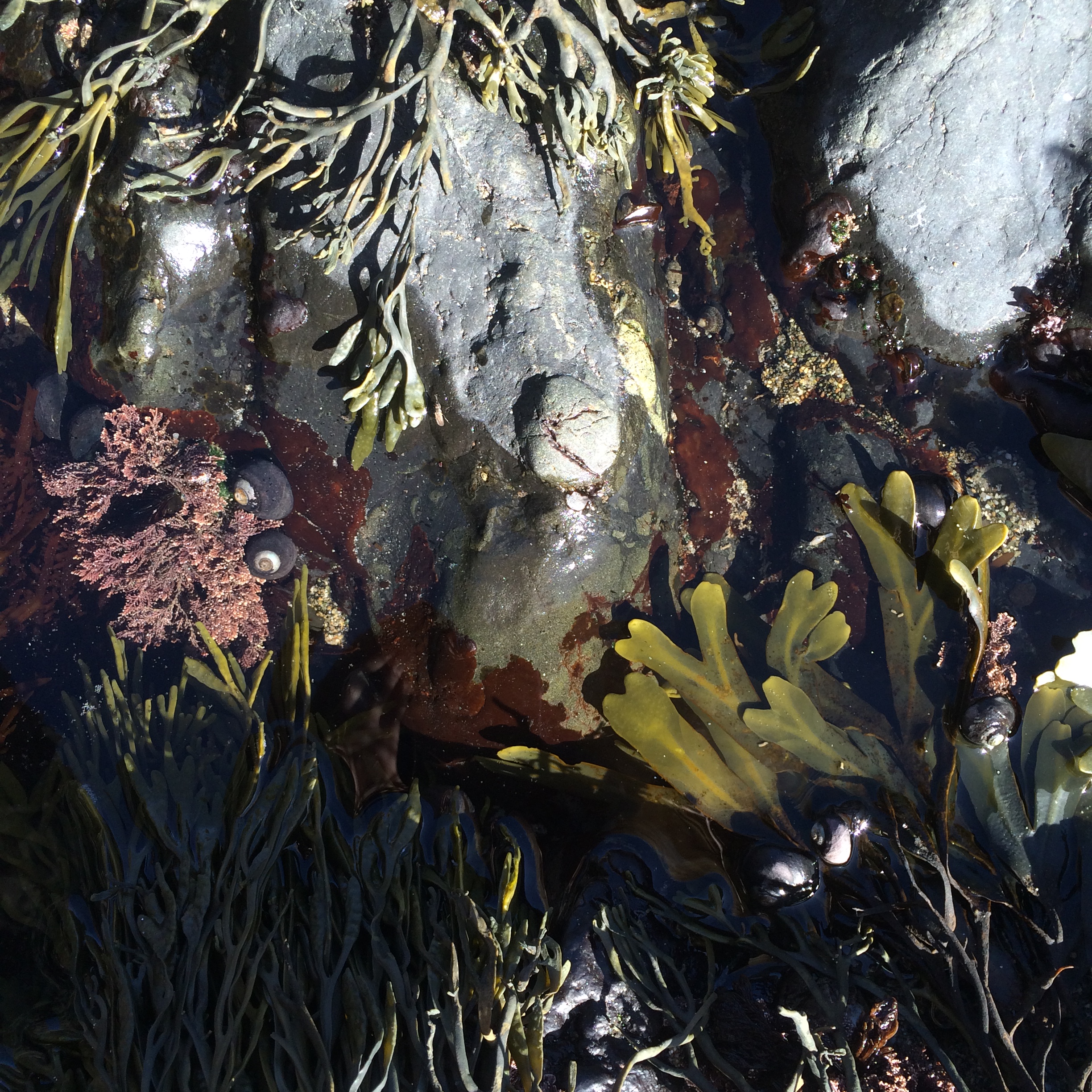 tidepool 