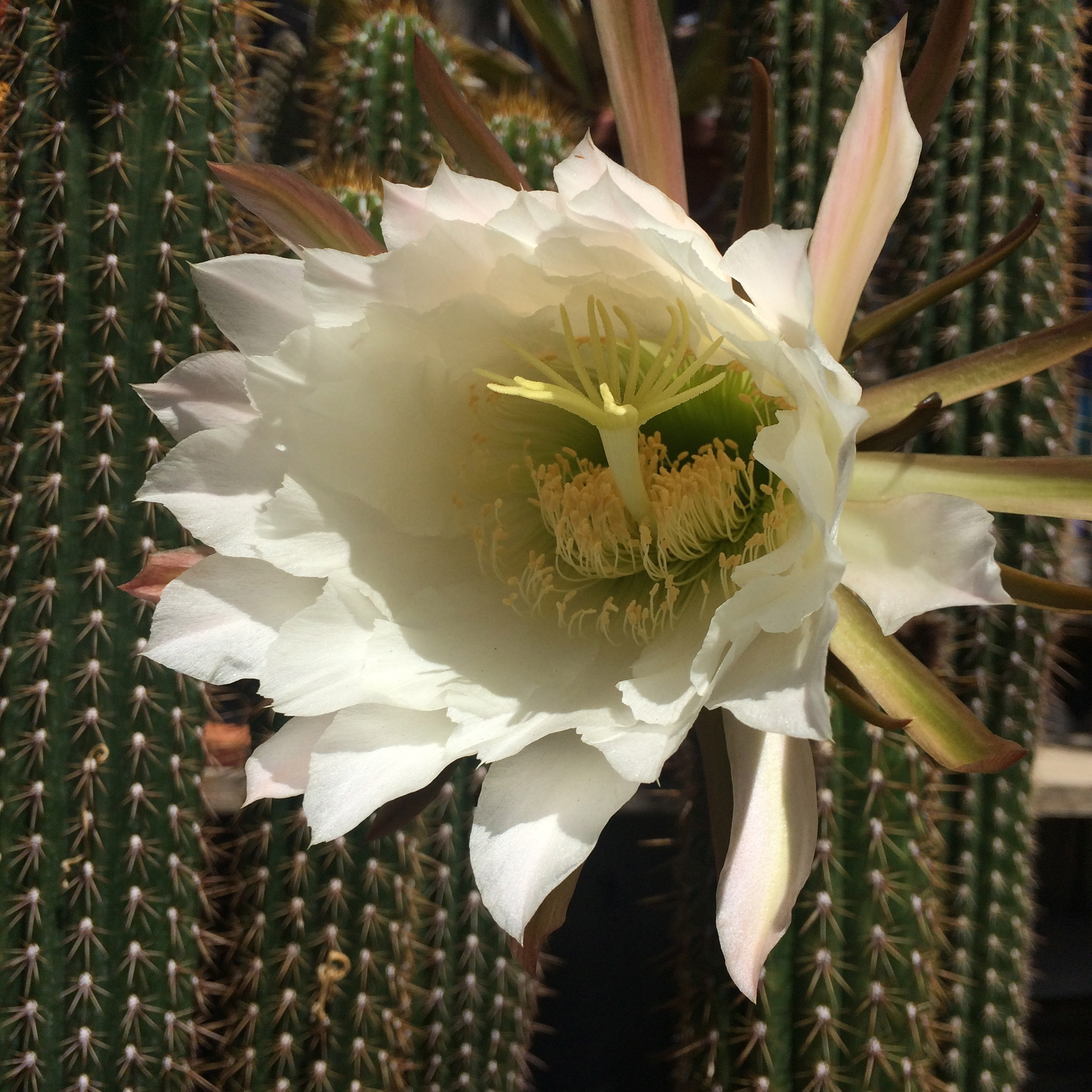 cactus blossom 