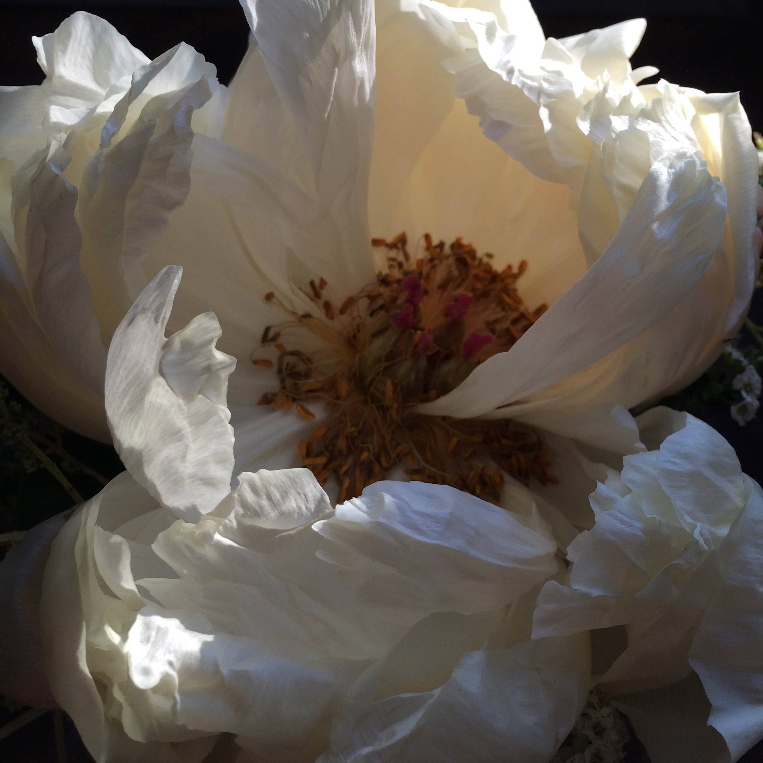 cream peony 