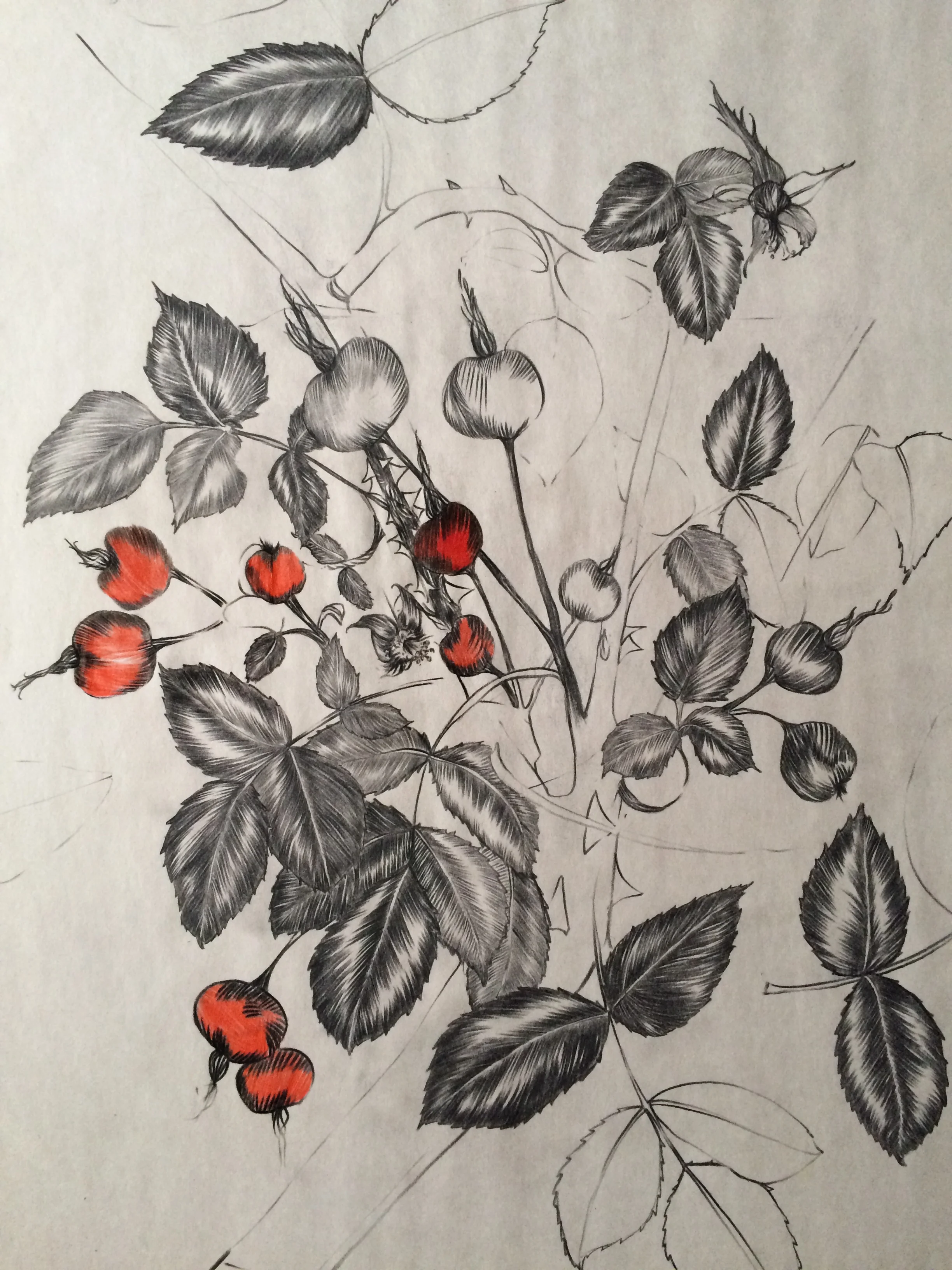  pencil and colored pencil on paper  18 x 24 inches 