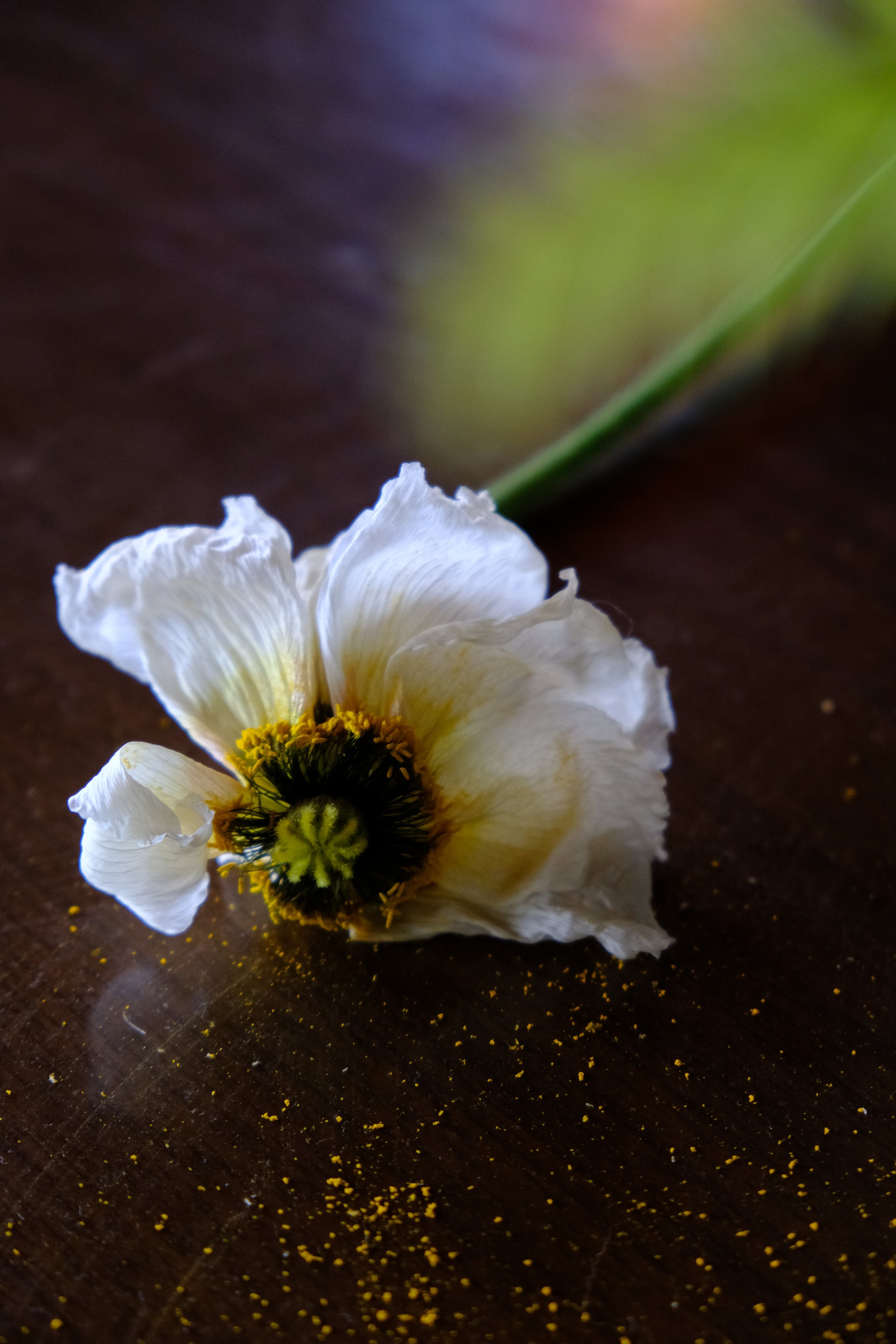 DSCF2786.JPG