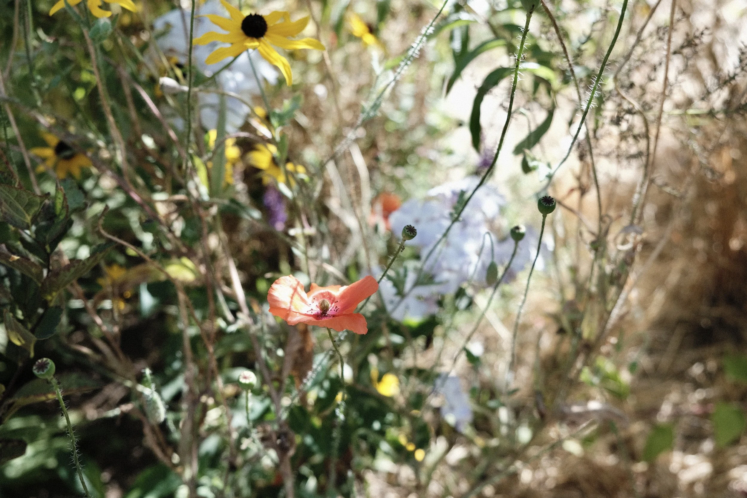DSCF1880.JPG